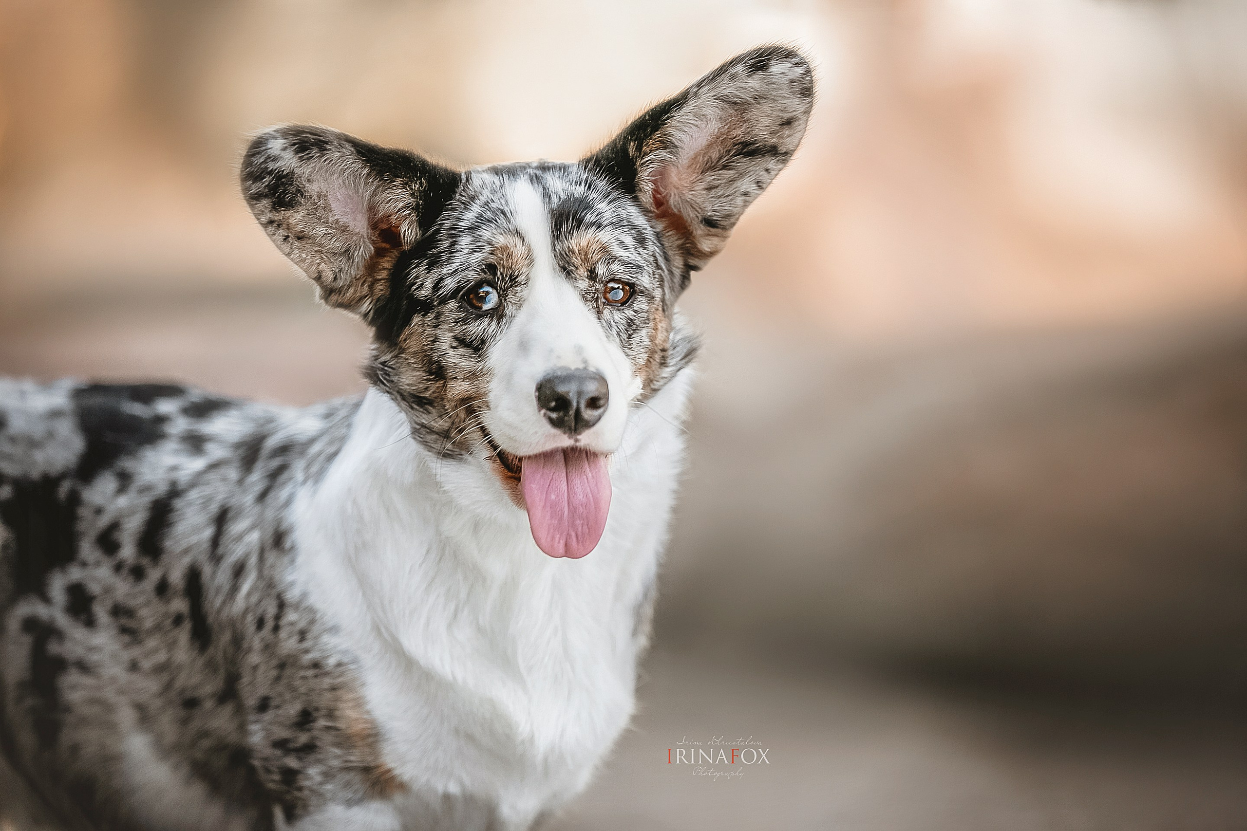 Порт анімал общ. Репортажний фотограф/анімаліст КИЇВ
