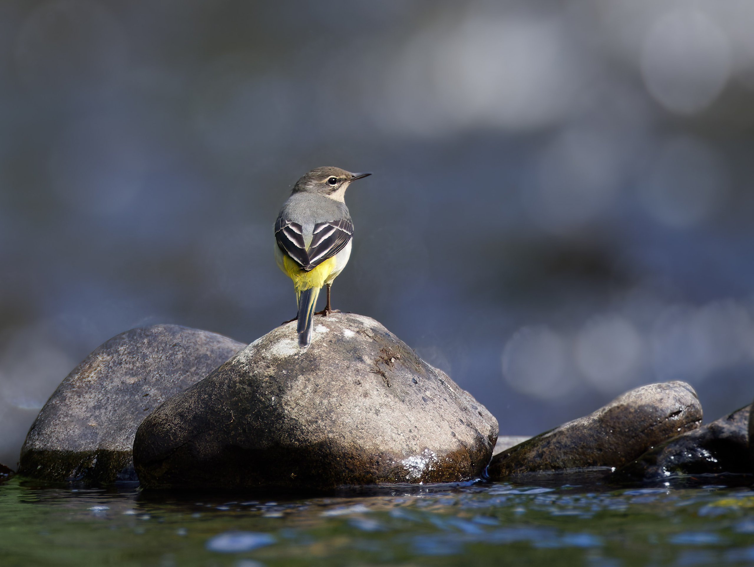 UK Wildlife Photography Gallery. Hedley Wright Photography | East Anglia Sport, Street, Wildlife, Landscape & Astrophotography