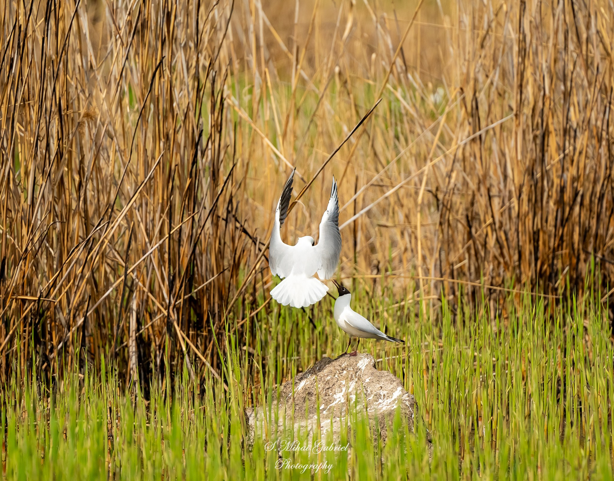 Natura. Foto Studio — Fotograf de evenimente, nunti, botezuri, portrete