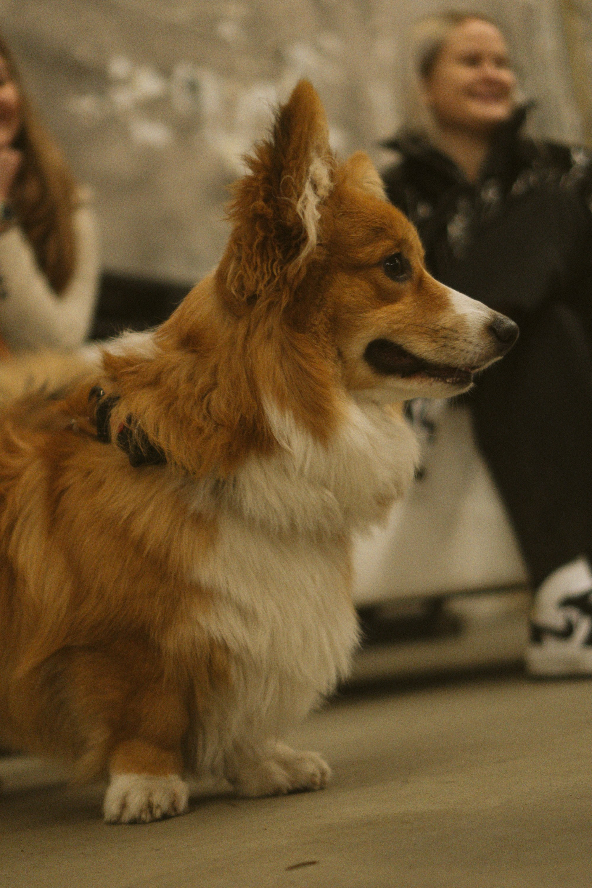 Corgi Fest, Christmas edition. Kat Laisaar — Pet photographer in Tallinn