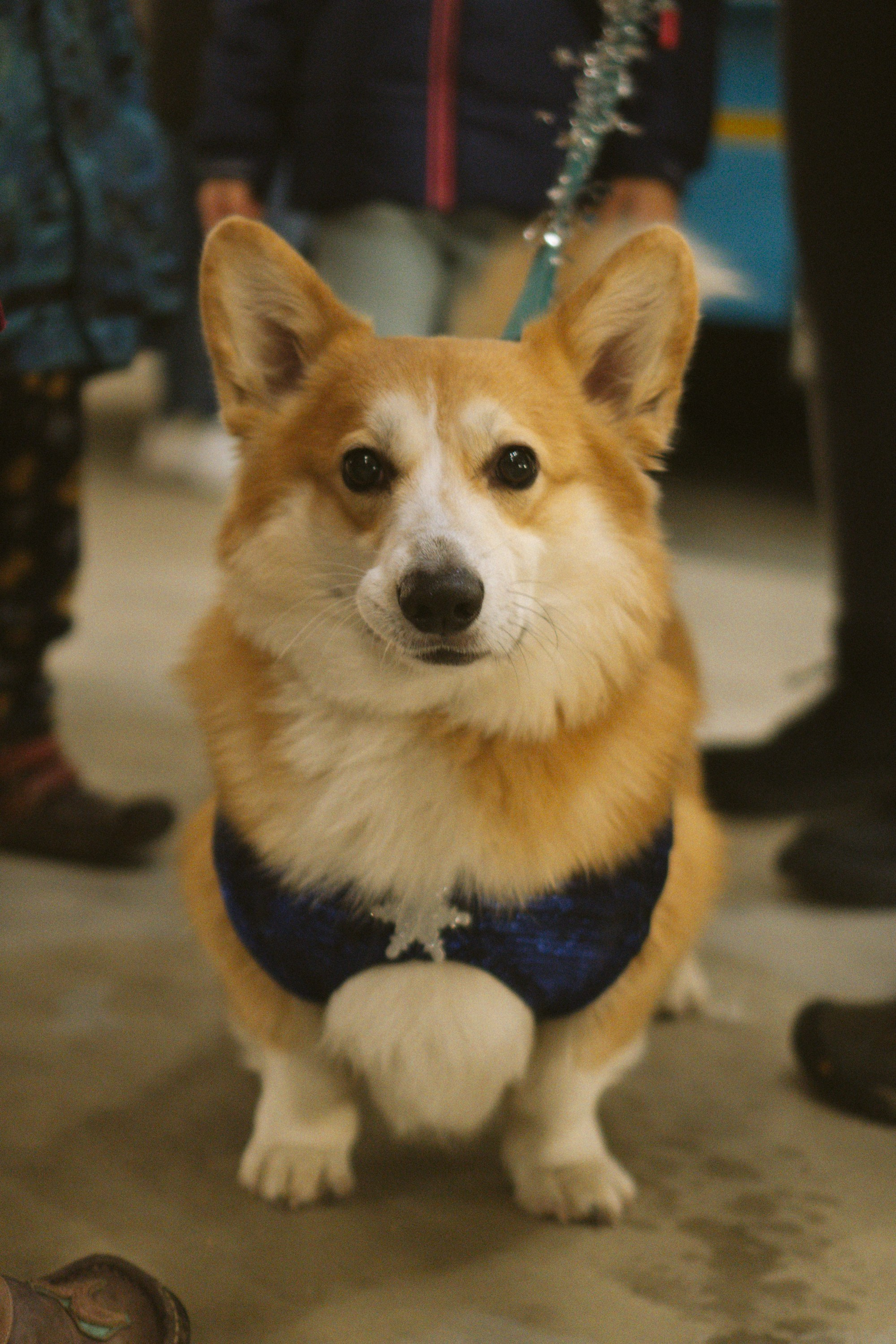 Corgi Fest, Christmas edition. Kat Laisaar — Pet photographer in Tallinn
