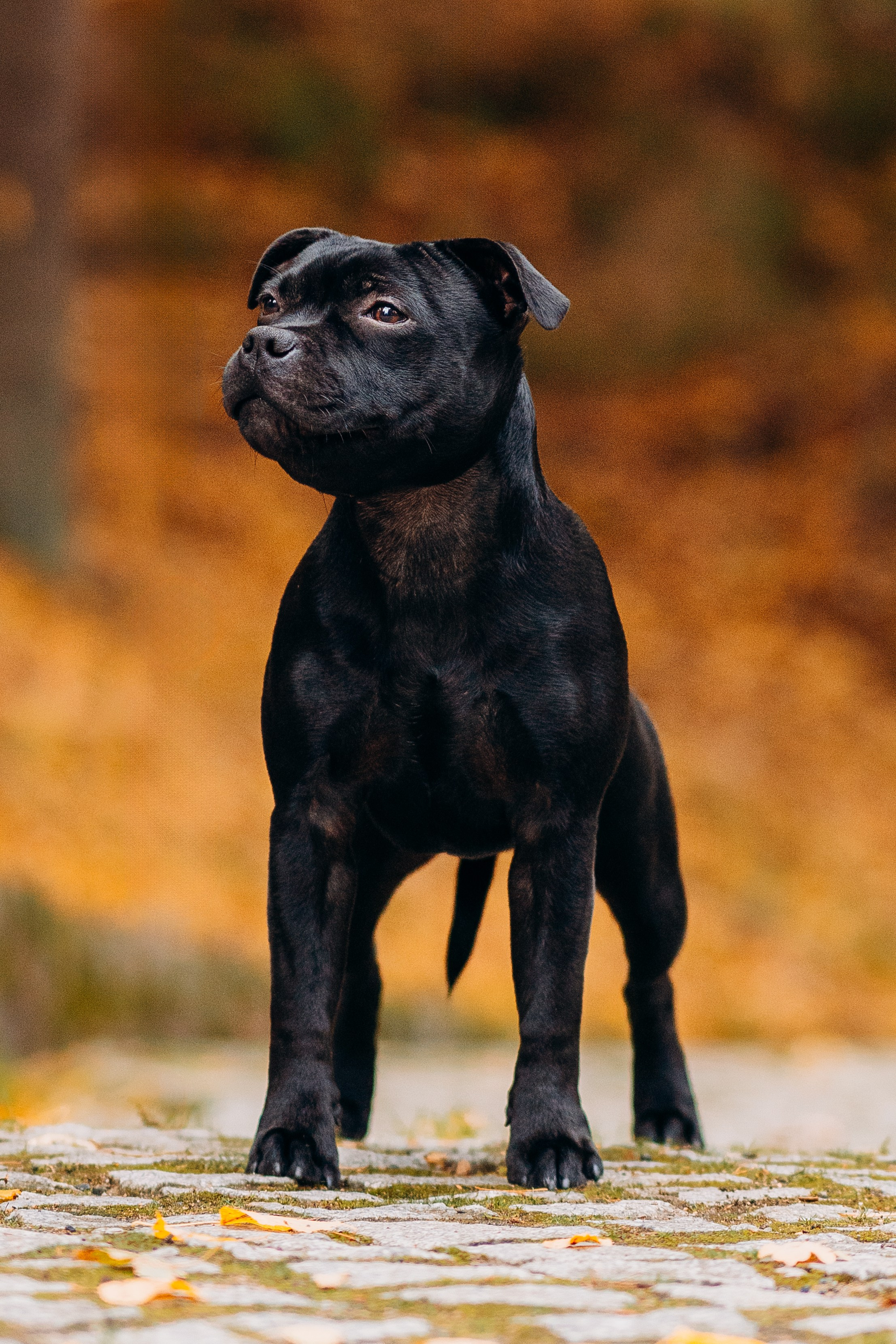 Staffordshire Bull Terriers Meetup. Kat Laisaar — Pet photographer in Tallinn