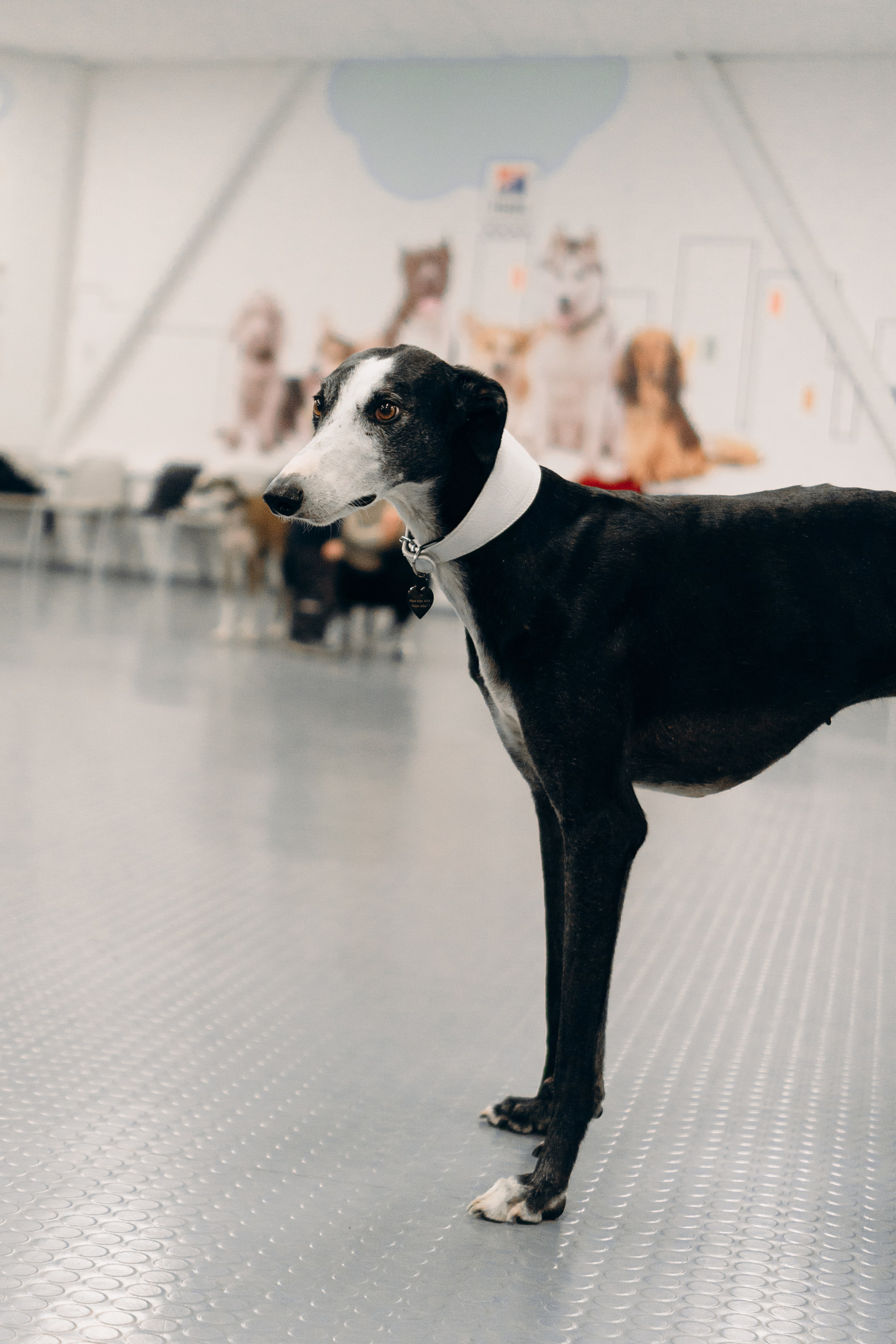 GalgoTreff / PetCity Rannamõisa, 13 apr. 2025. Kat Laisaar — Pet photographer in Tallinn