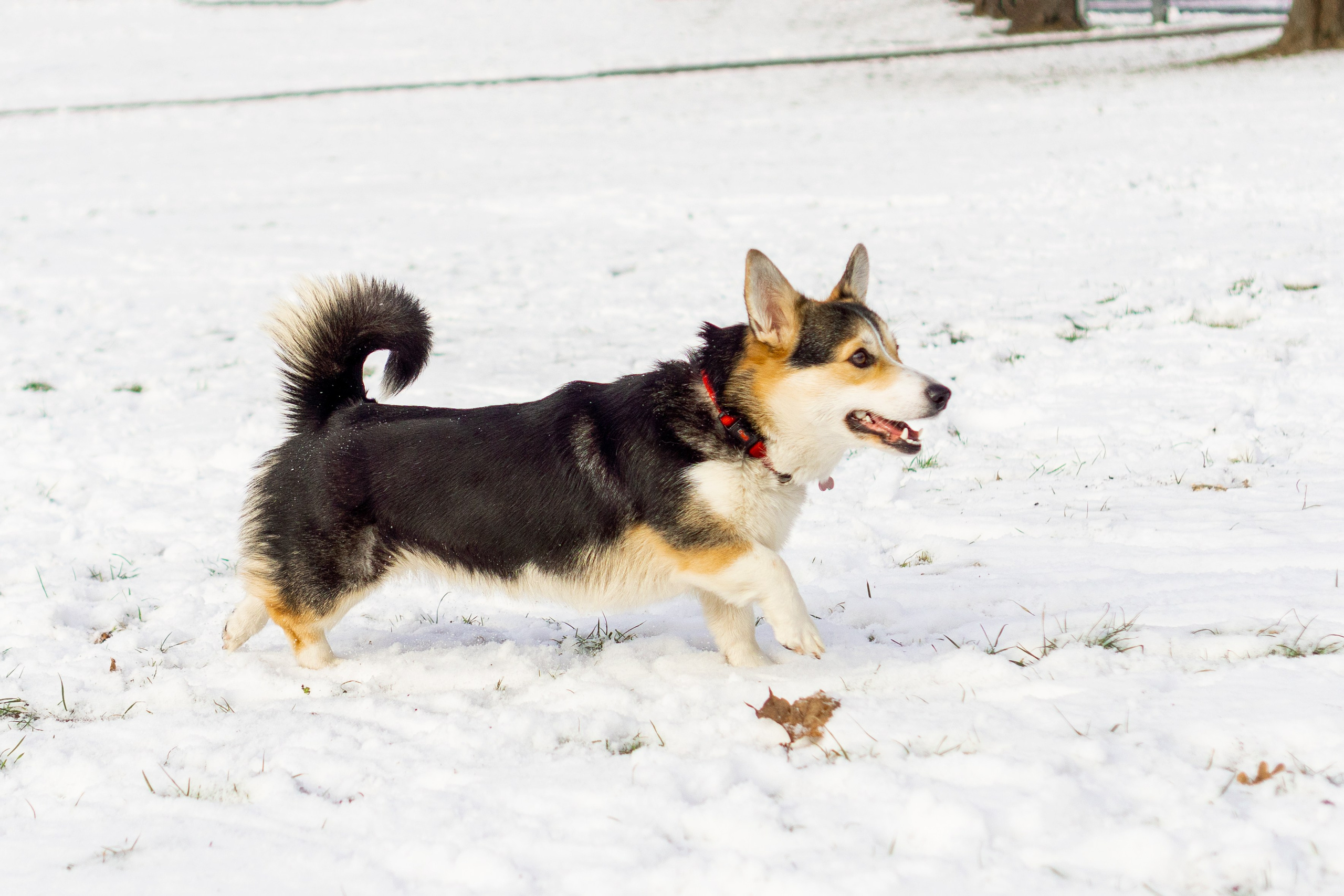Corgi party, 23 feb. 2025. Kat Laisaar — Pet photographer in Tallinn