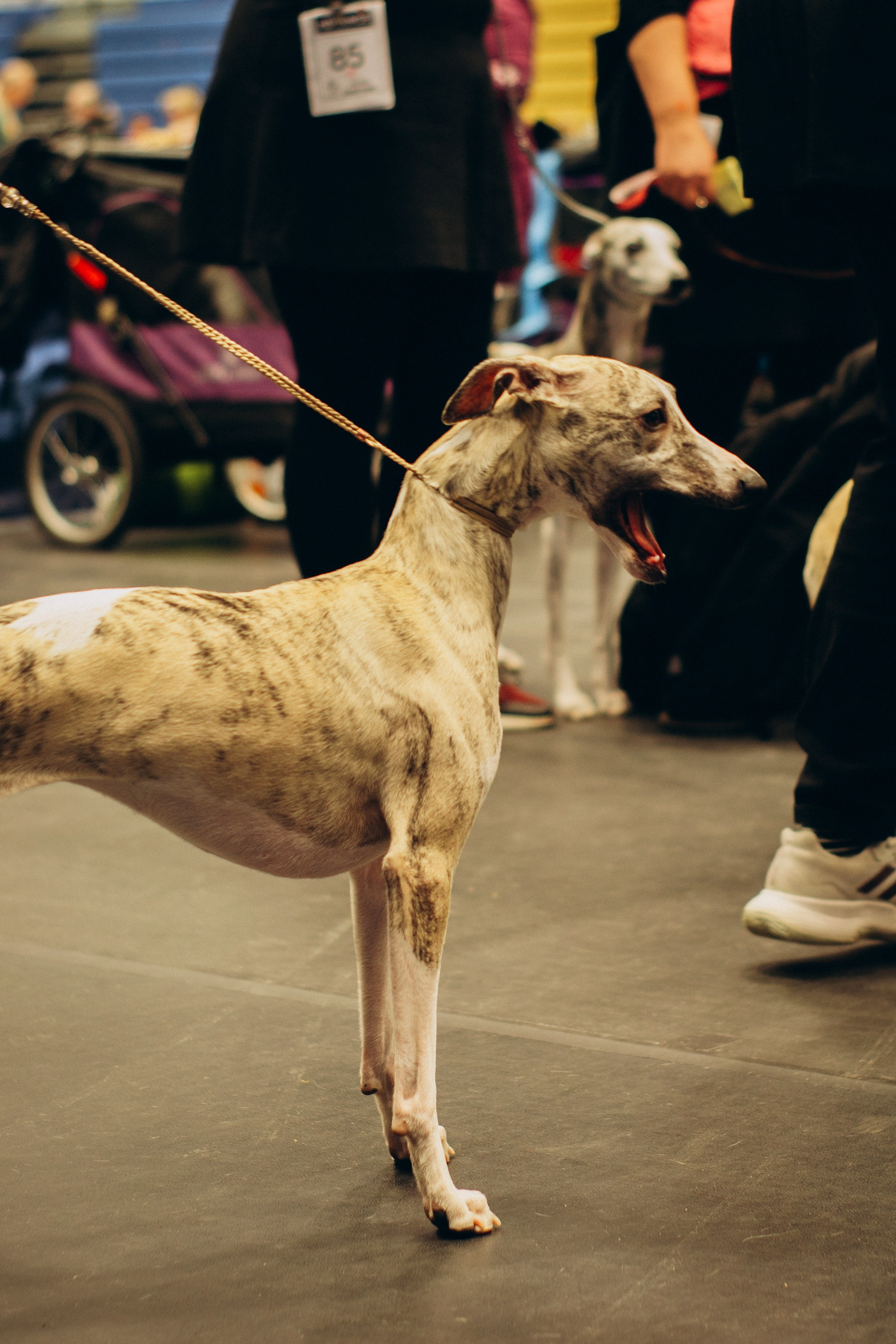 Rakvere Dog Show. Kat Laisaar — Pet photographer in Tallinn
