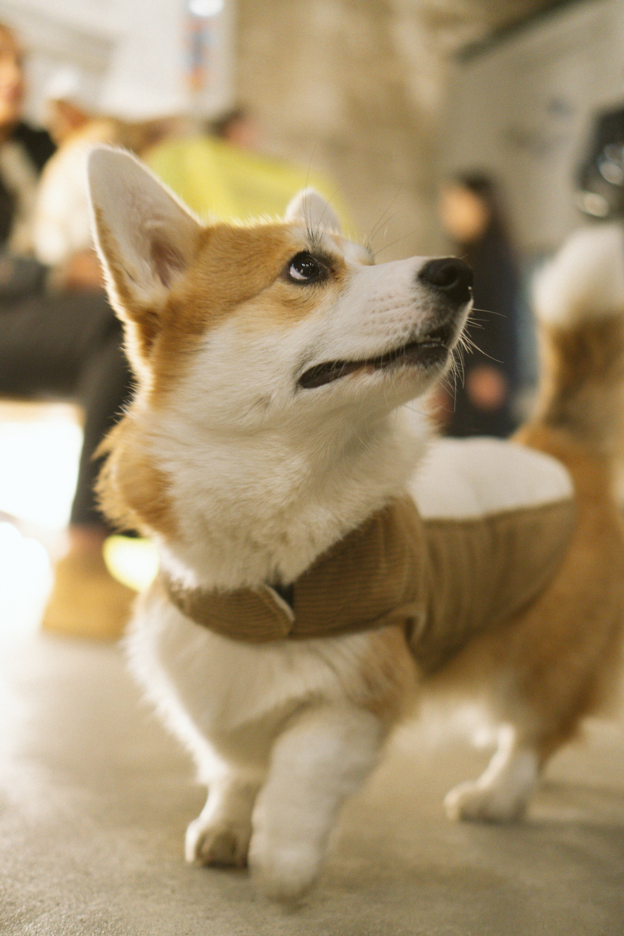 Corgi Fest, Christmas edition. Kat Laisaar — Pet photographer in Tallinn