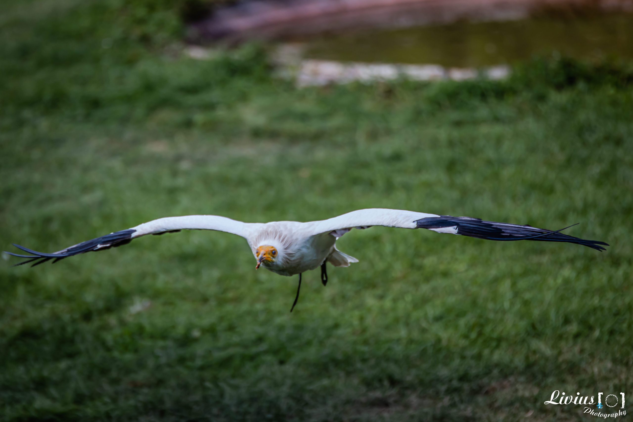 Wildpark Tambach. FOTO KREATIV