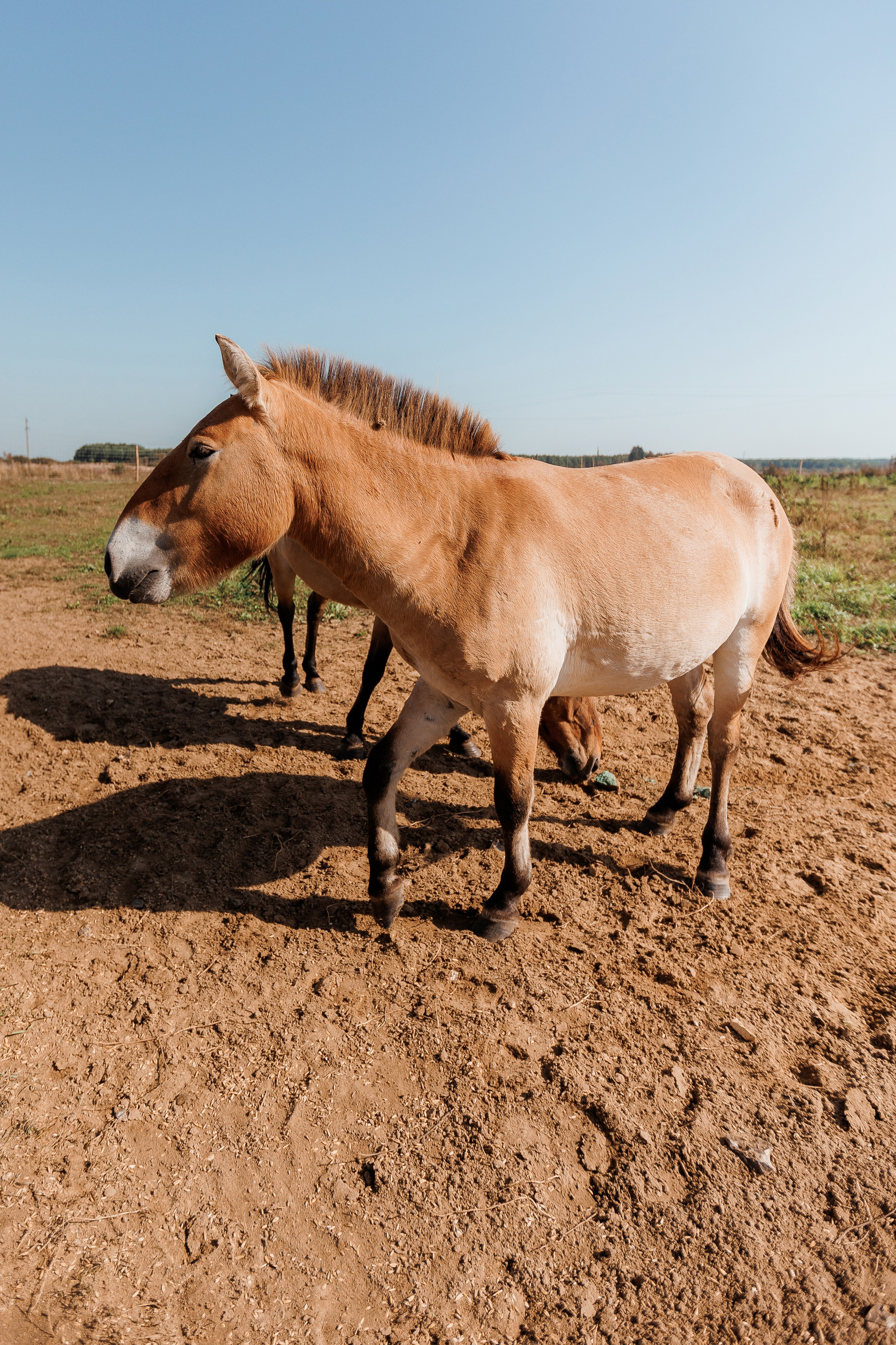 Екопарк Аміла. Ірина Терещук
