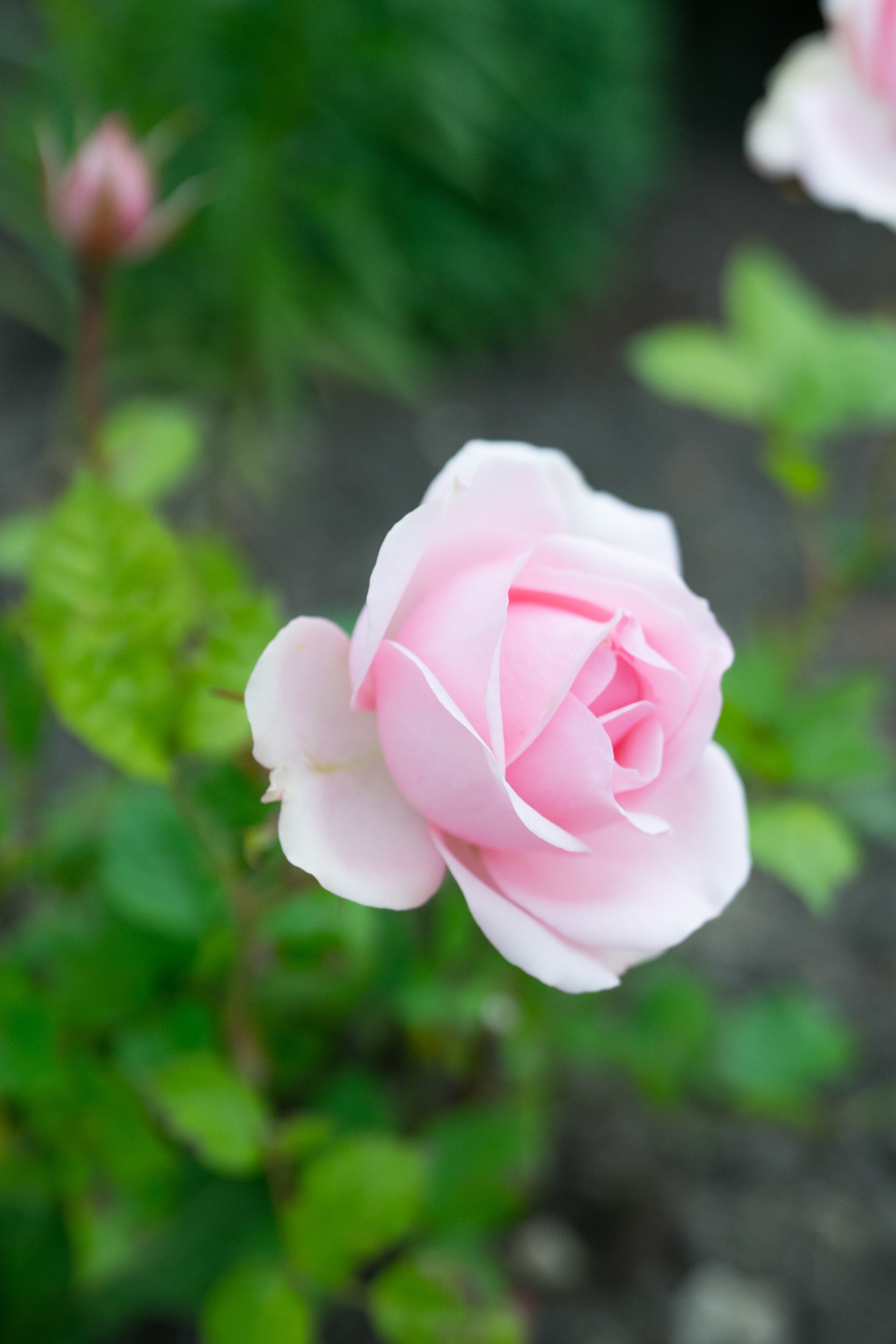 Fotografie de Eveniment Brașov: Povești Vizuale | Mădălina Beda. Madalina Beda- Artist vizual, fotograf, doula la nastere, consultant babywearing Brasov si in toata tara