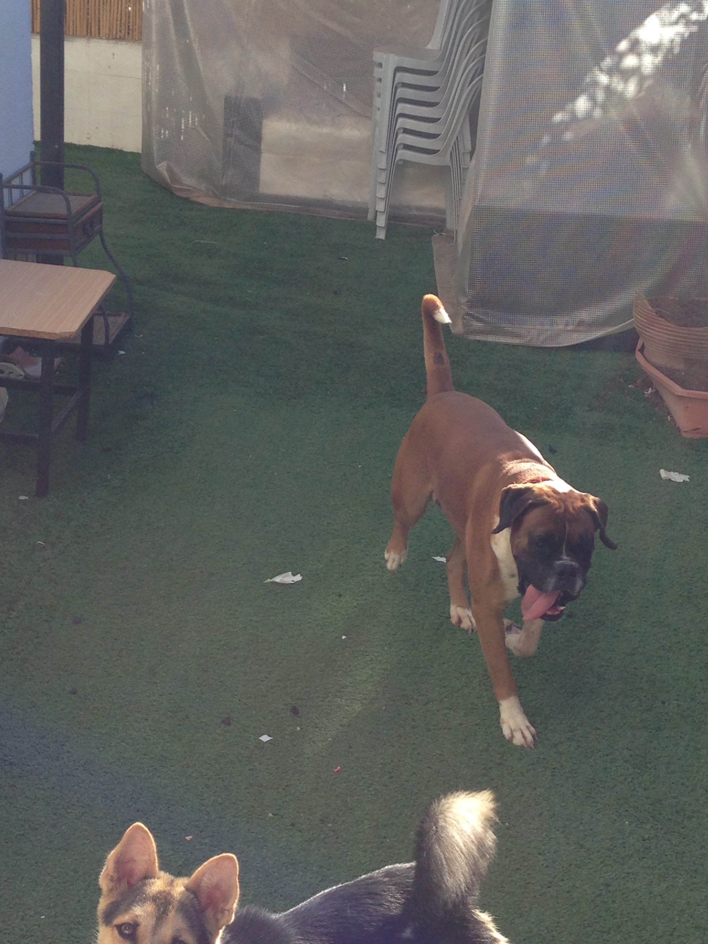 My ״Star״ Boxer Dog