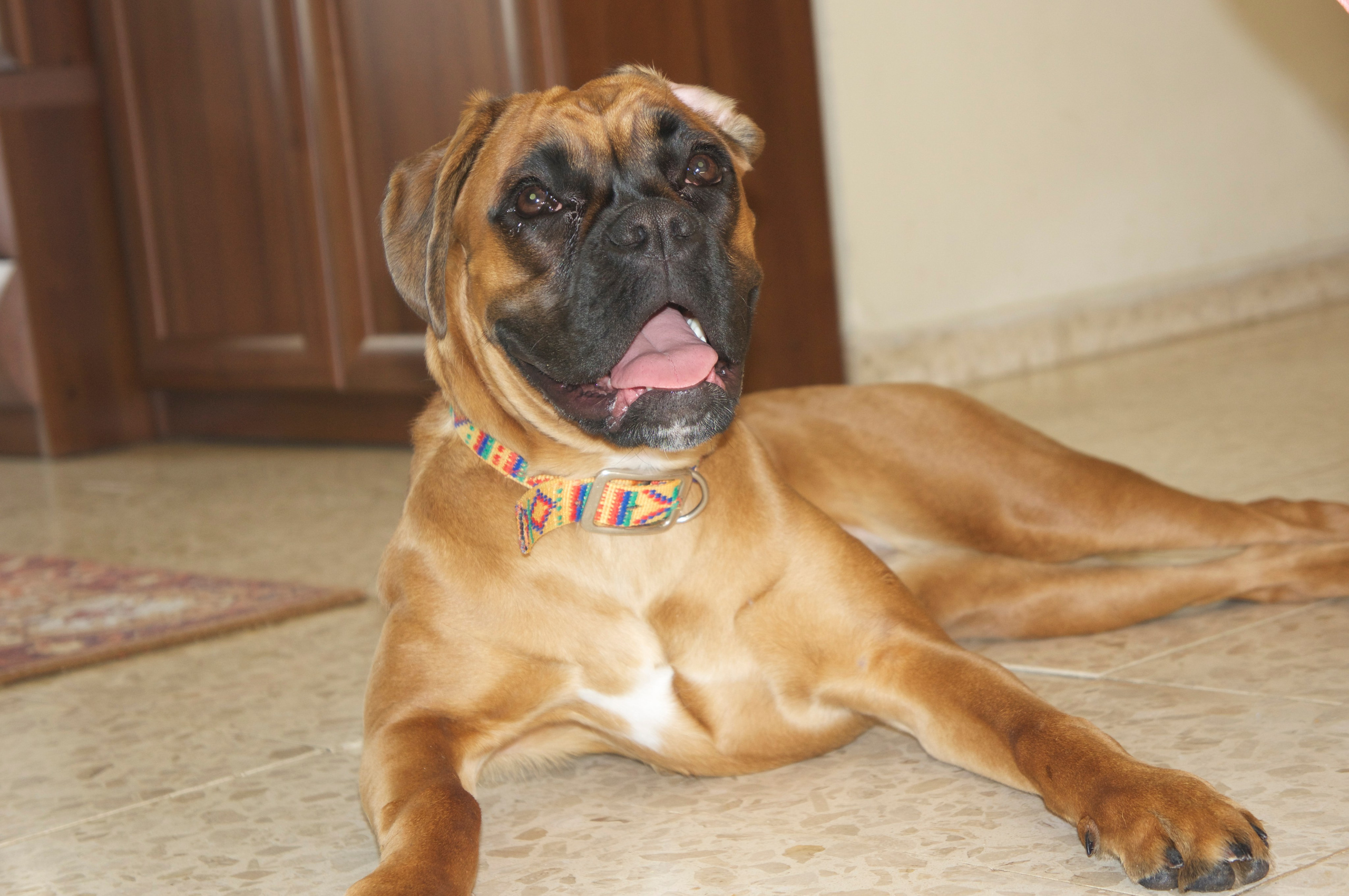 My ״Star״ Boxer Dog