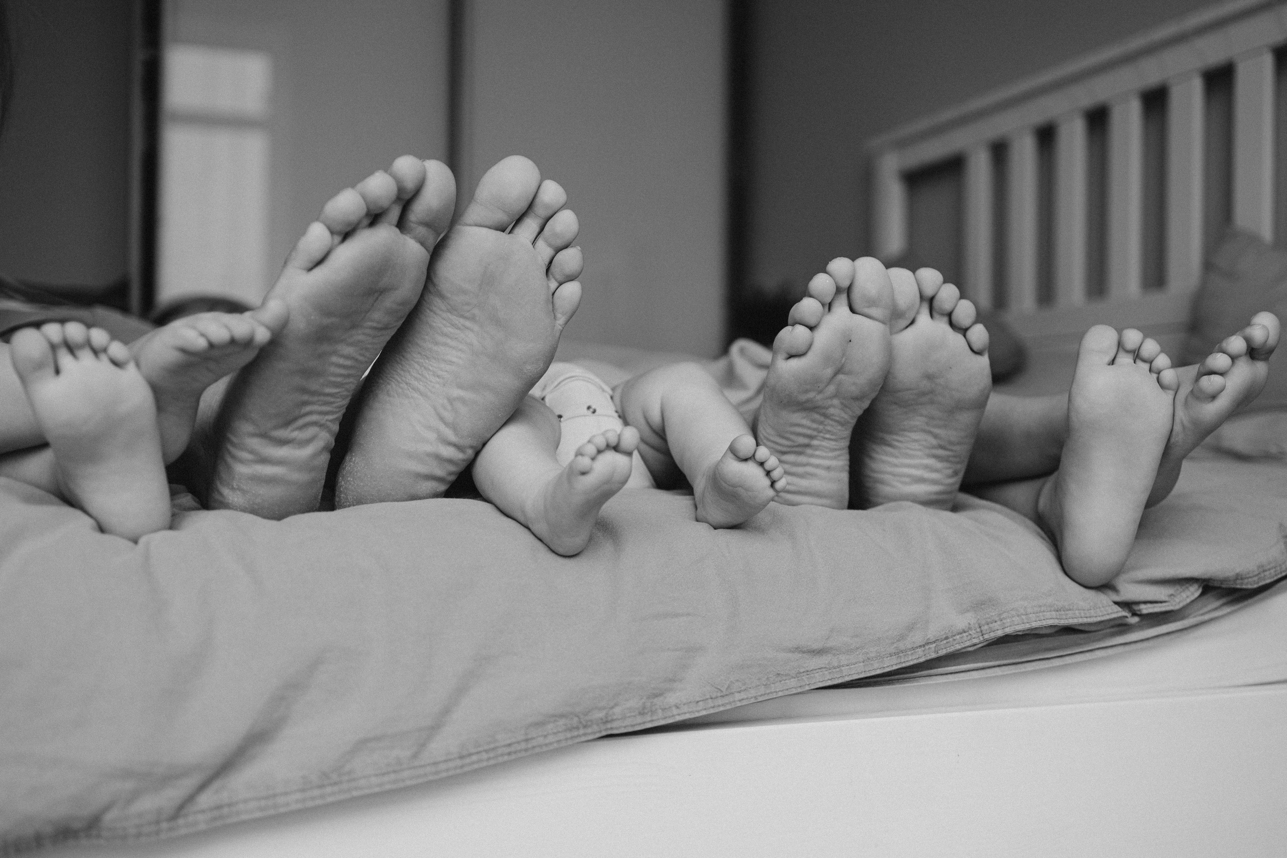 LAINES ģimene. GALVENĀ