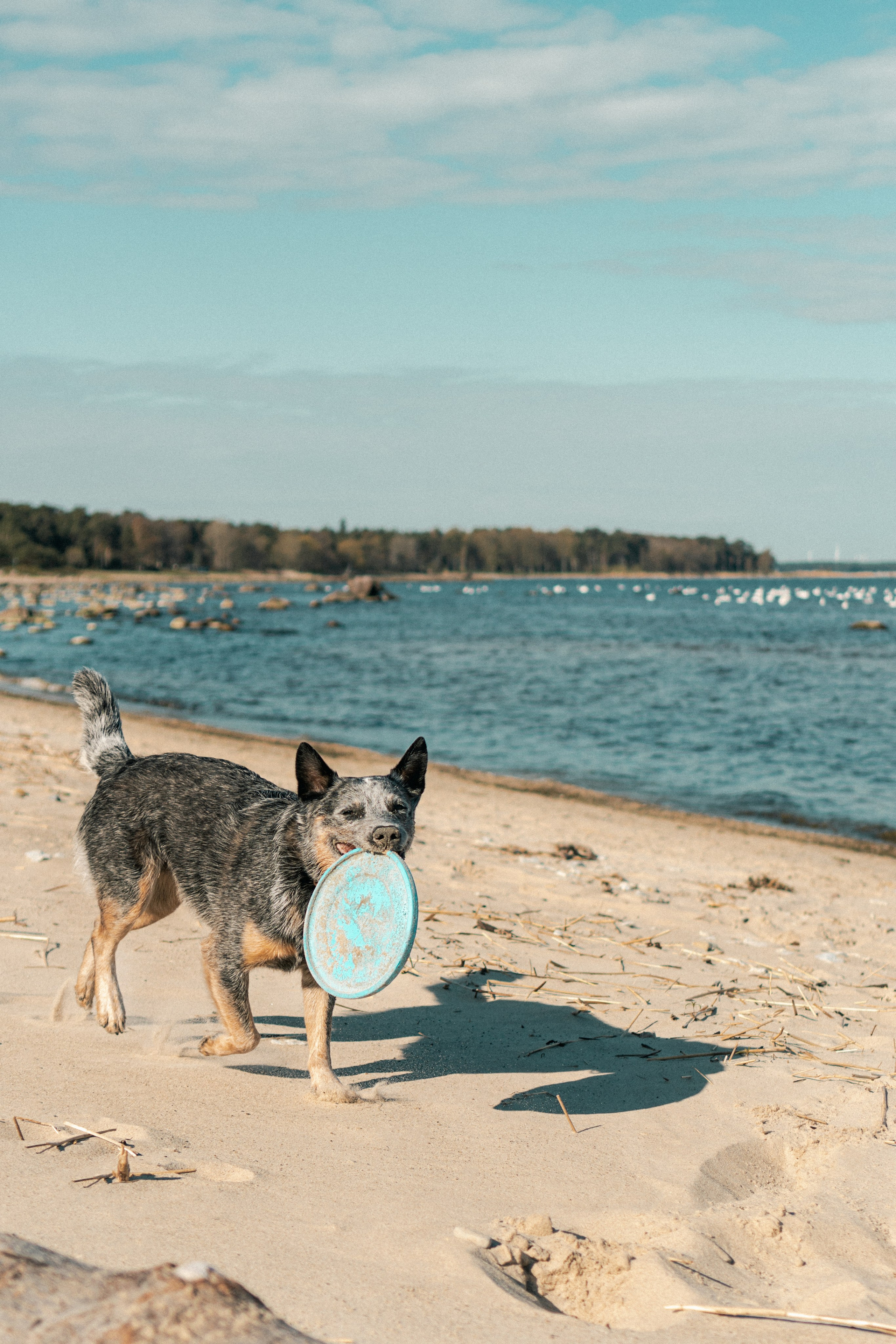 Oskar, Maria & Dmitrii. Kat Laisaar — Pet photographer in Tallinn