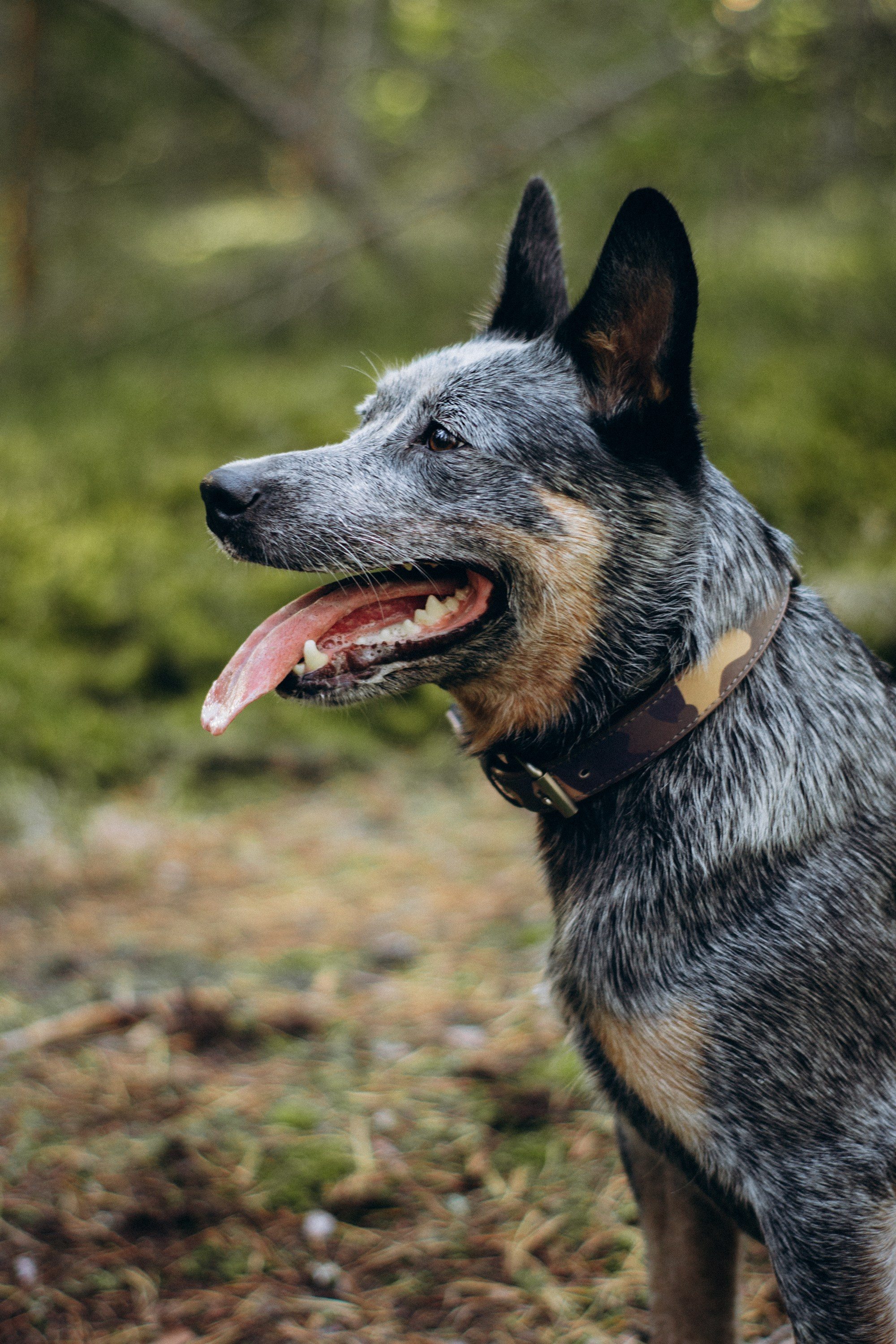 Polina and her Dakota, Blue Heeler. Kat Laisaar — Pet photographer in Tallinn