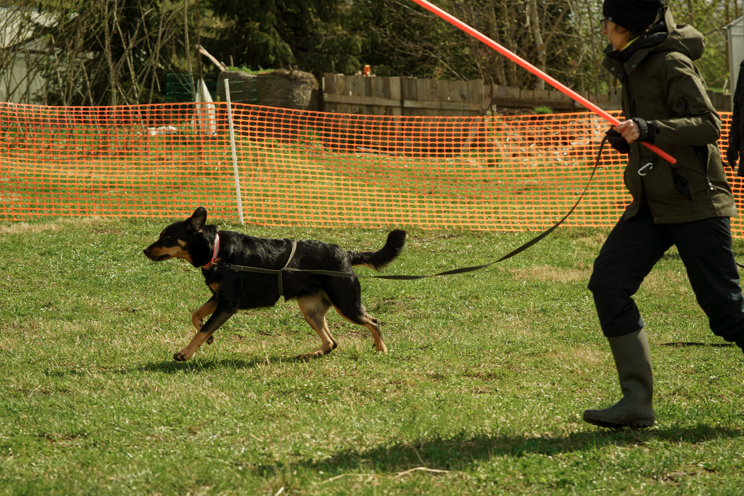 Herding Days, 26 apr. 2025. Kat Laisaar — Pet photographer in Tallinn