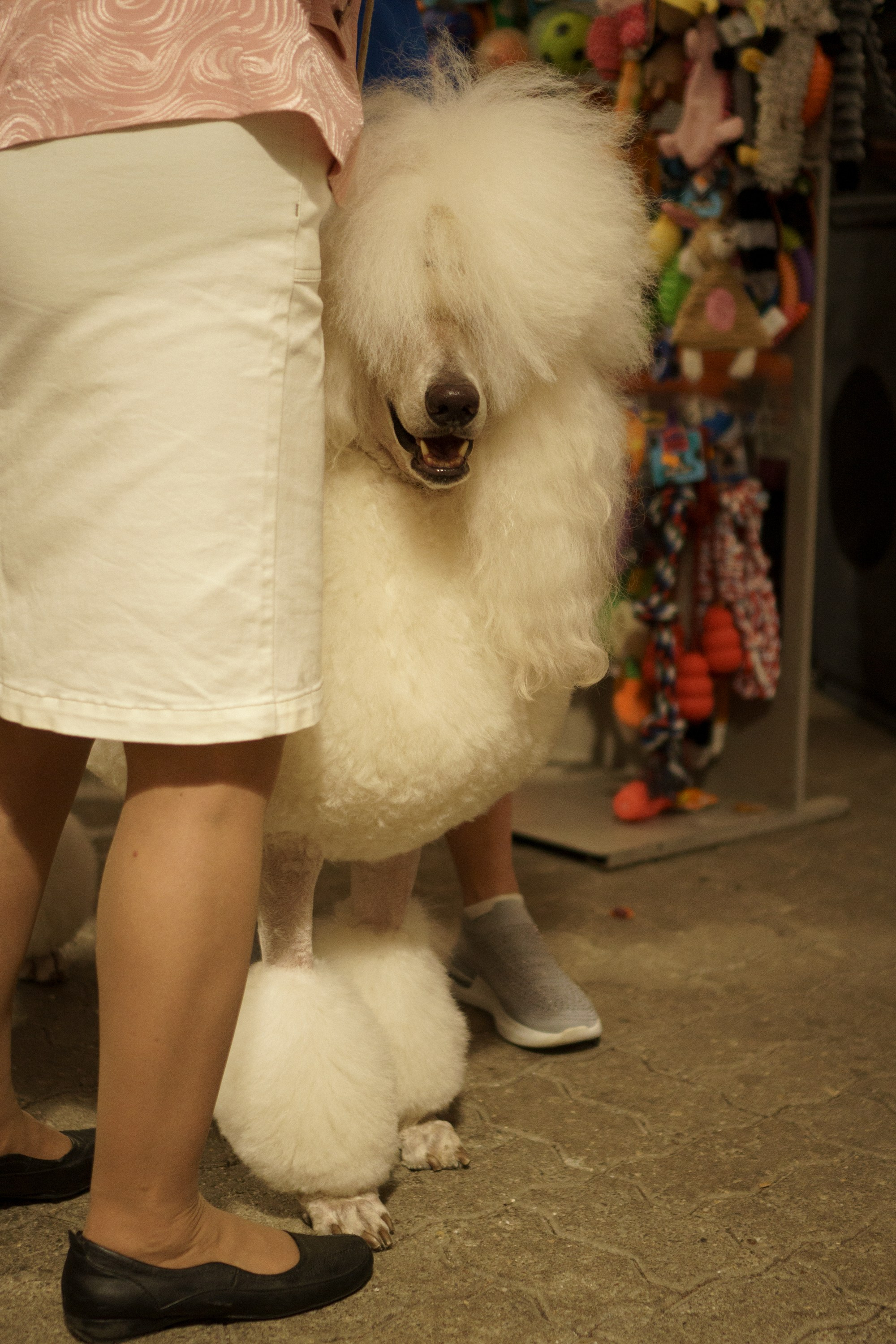 Tartu International Dog Show. Kat Laisaar — Pet photographer in Tallinn