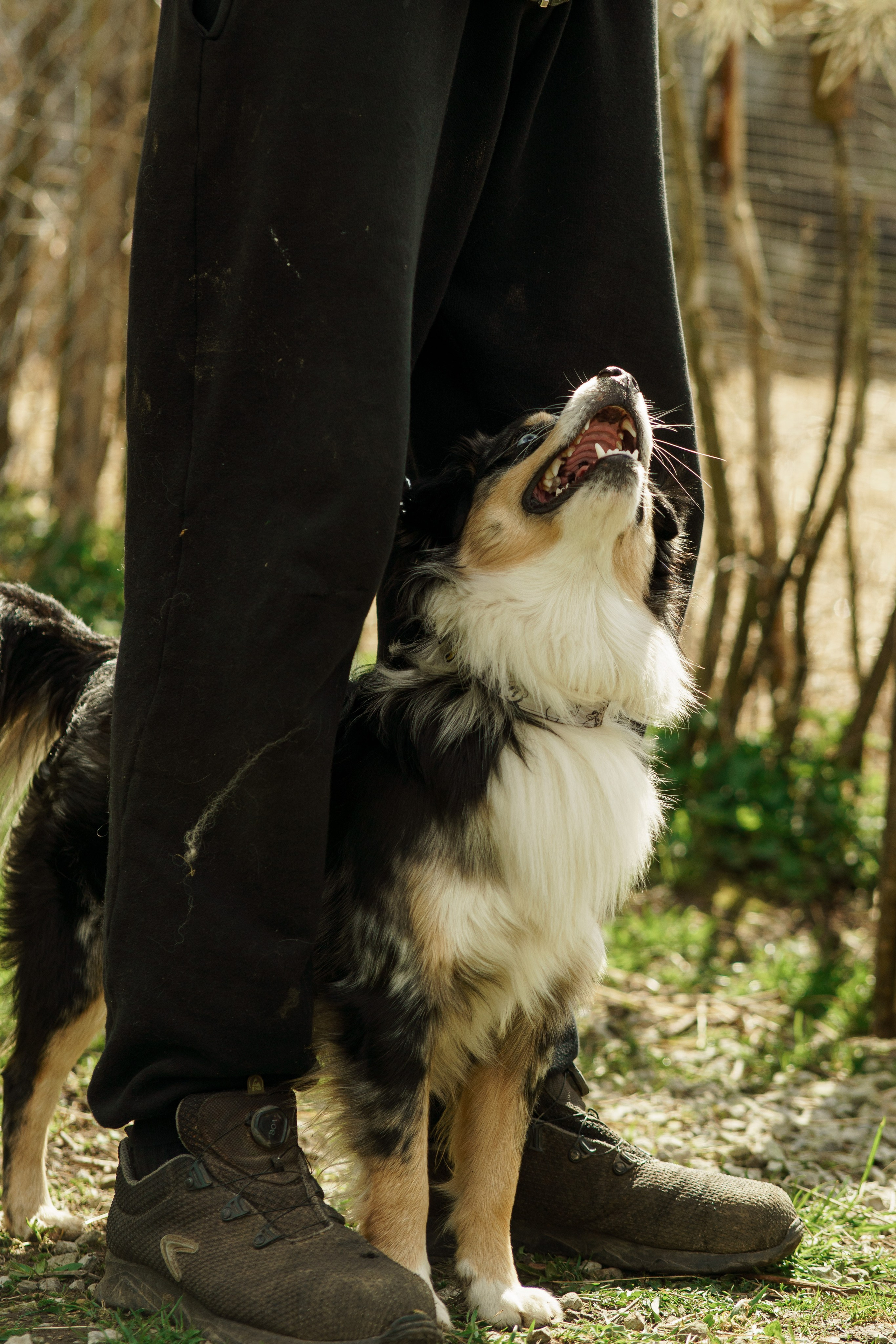Herding Days, 26 apr. 2025. Kat Laisaar — Pet photographer in Tallinn