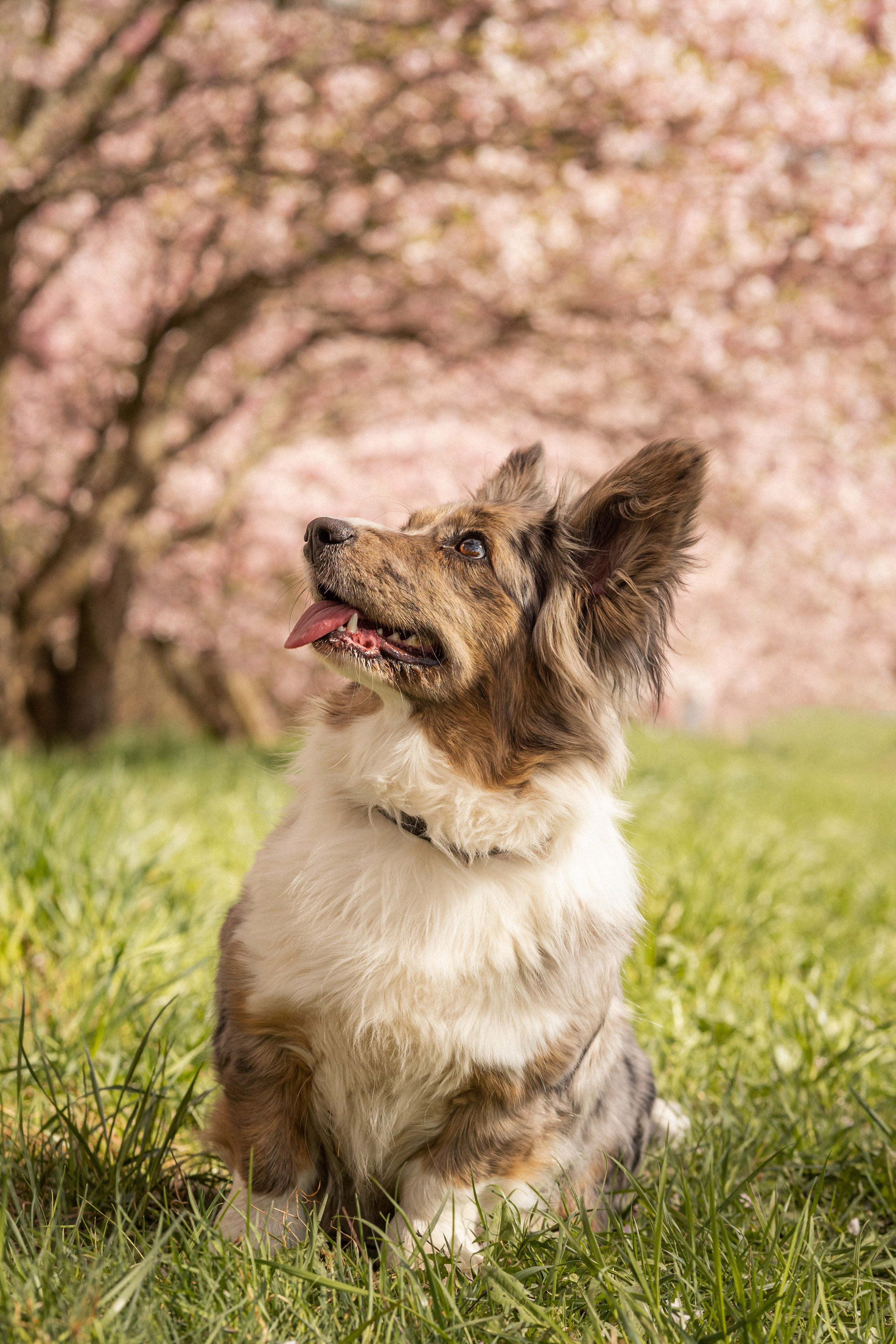 Corgis in Sakura blossom. Kat Laisaar — Pet photographer in Tallinn