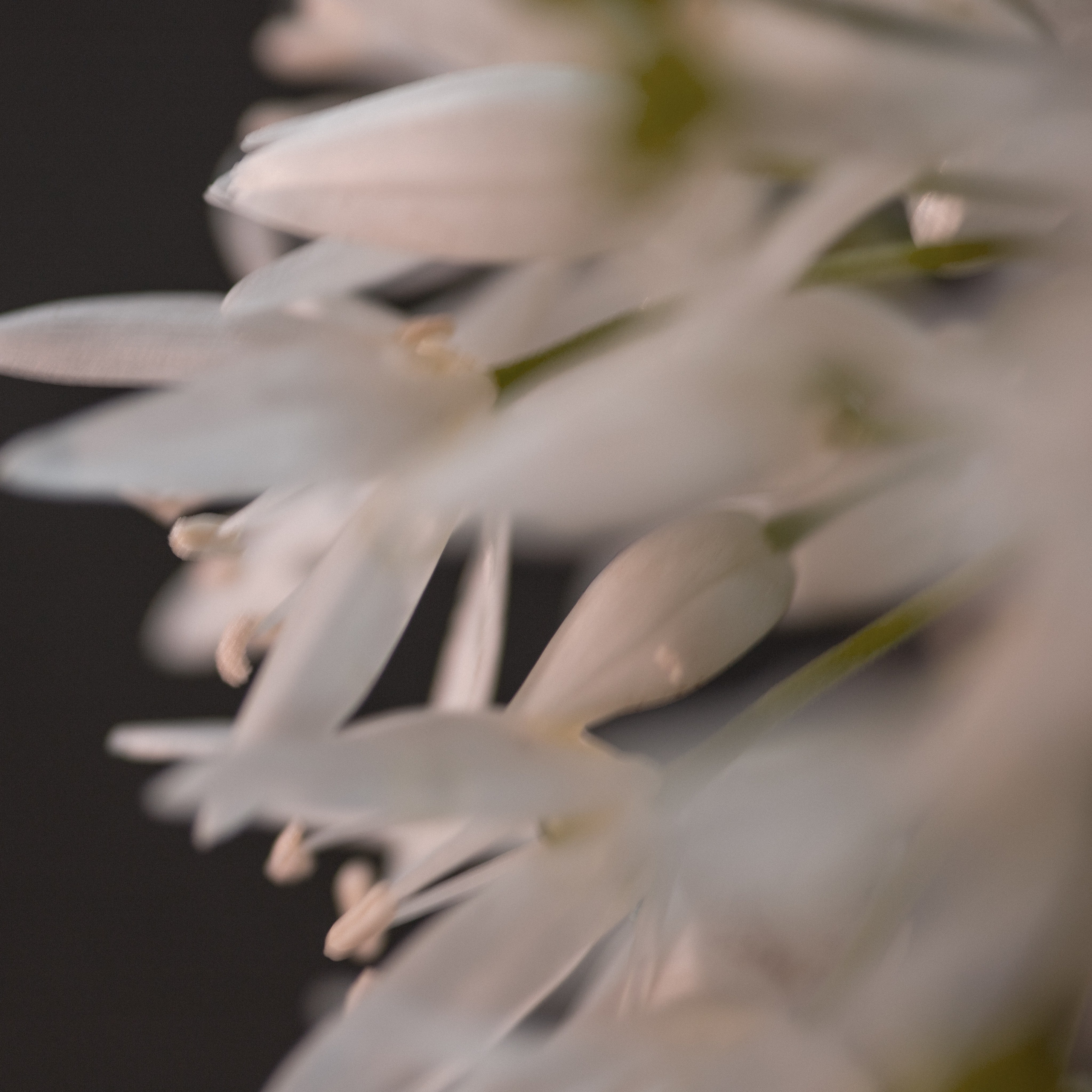 WILD GARLIC. Natalja Poplavska — Visual artist, Photographer, East Sussex, London