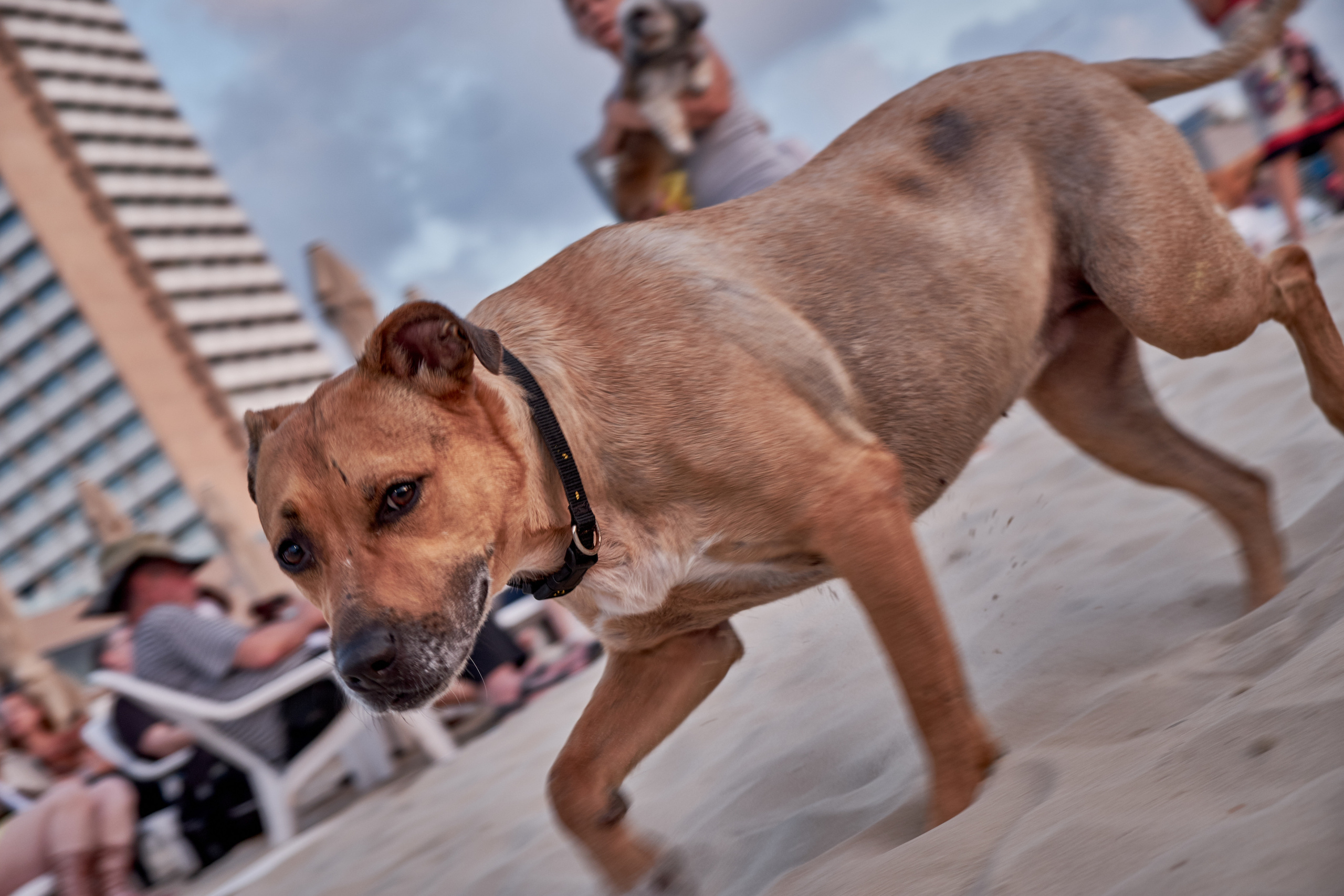 Middle East Photo Agency סוכנות צילום המזרח התיכון — צילום מקצועי והדפסת מגנטים לאירועים