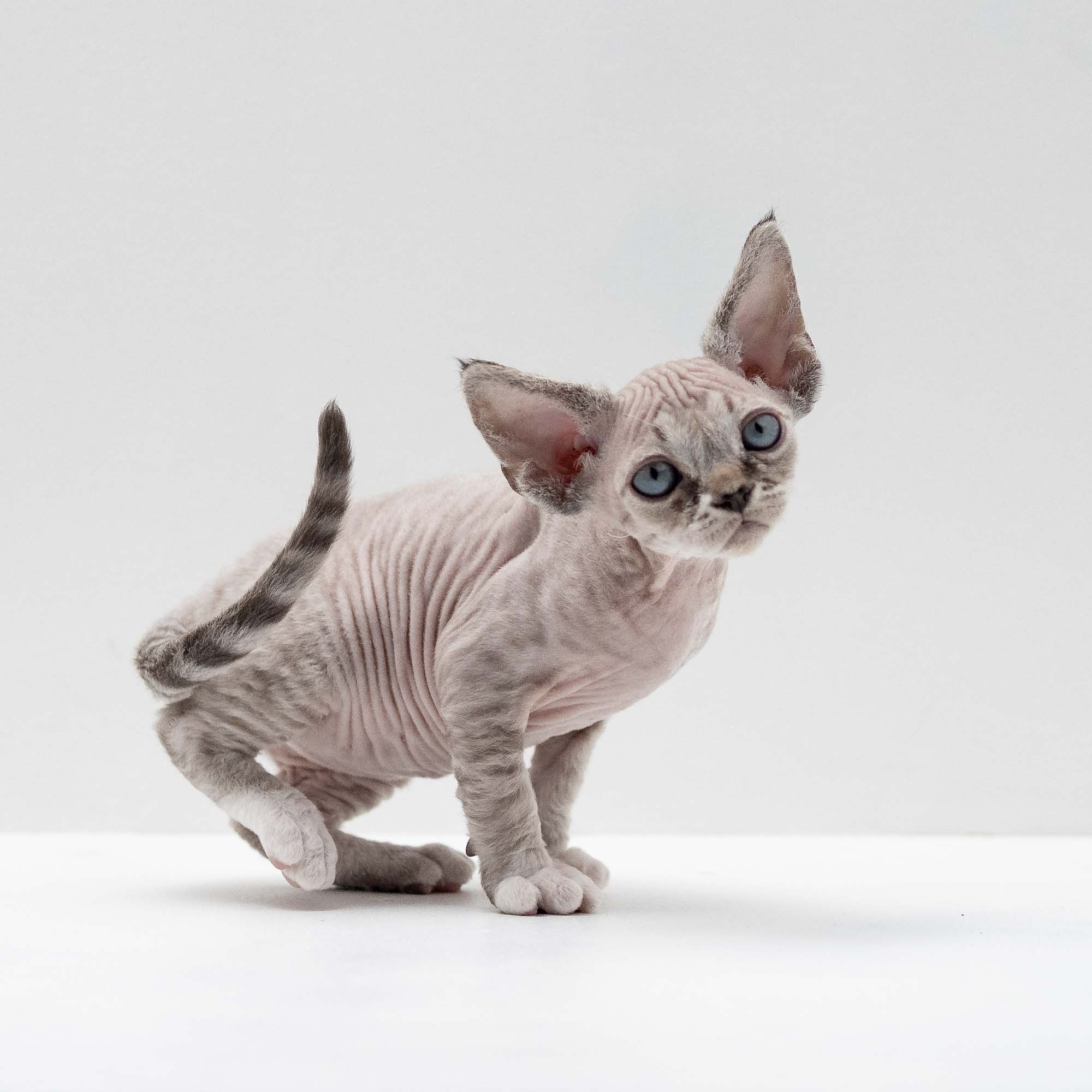 Finn,  boy, born on 01.01.25. Devon Rex Pixie Cattery