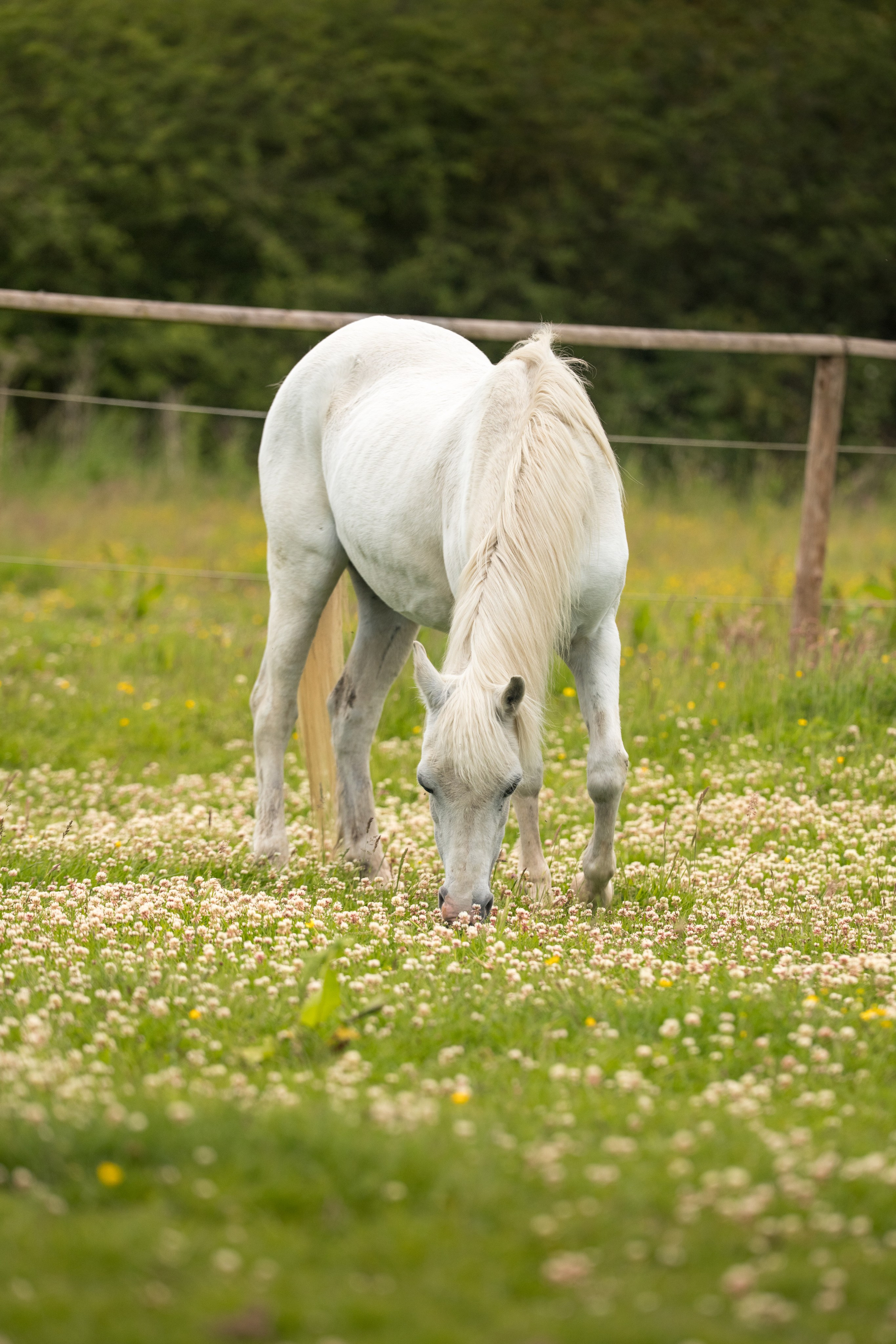 Equine Photography Portfolio | Leicestershire Horse Portrait Photographer. Leicestershire Equine Photography by El | Authentic Equine Portraits & Events