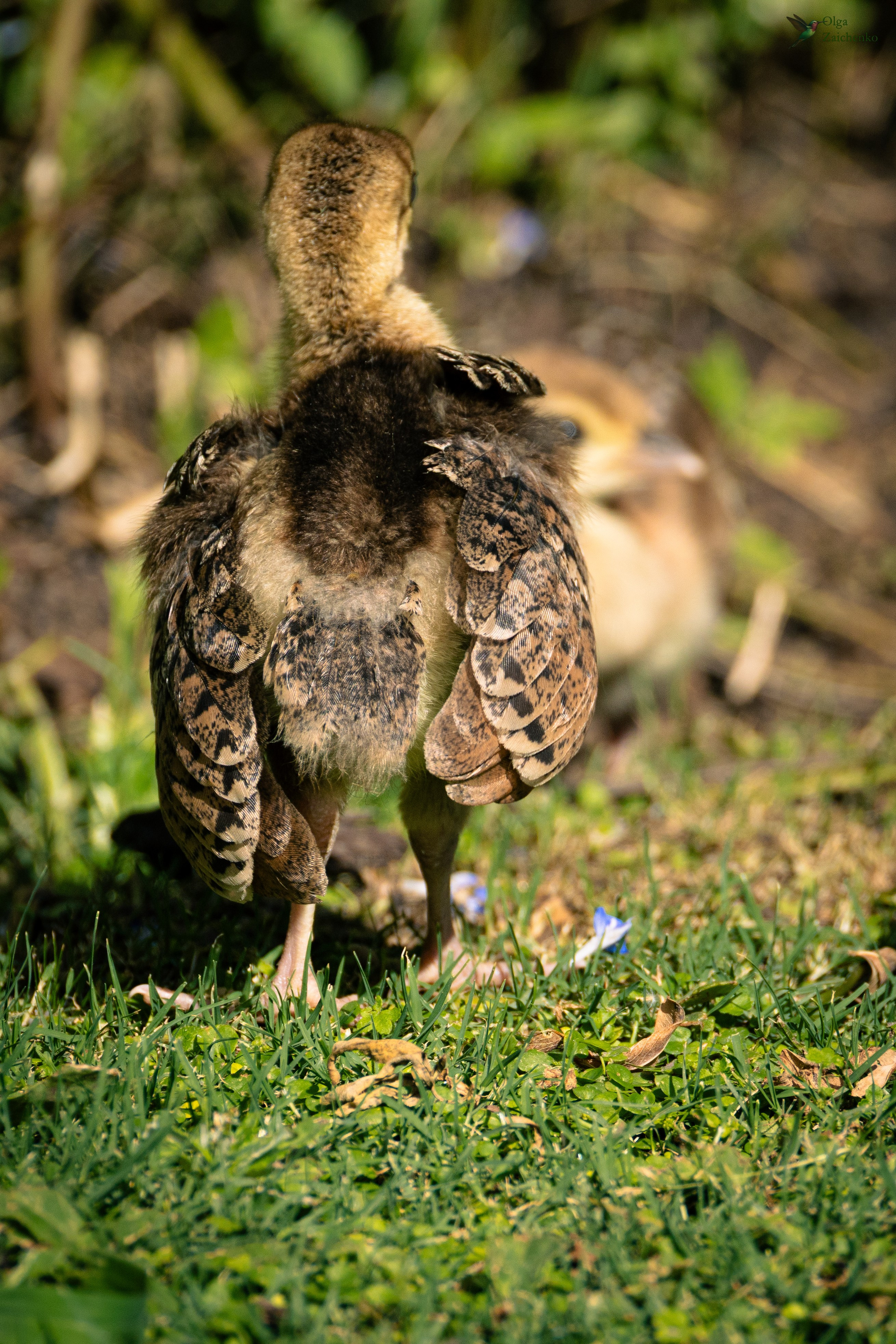 птенцы павлина