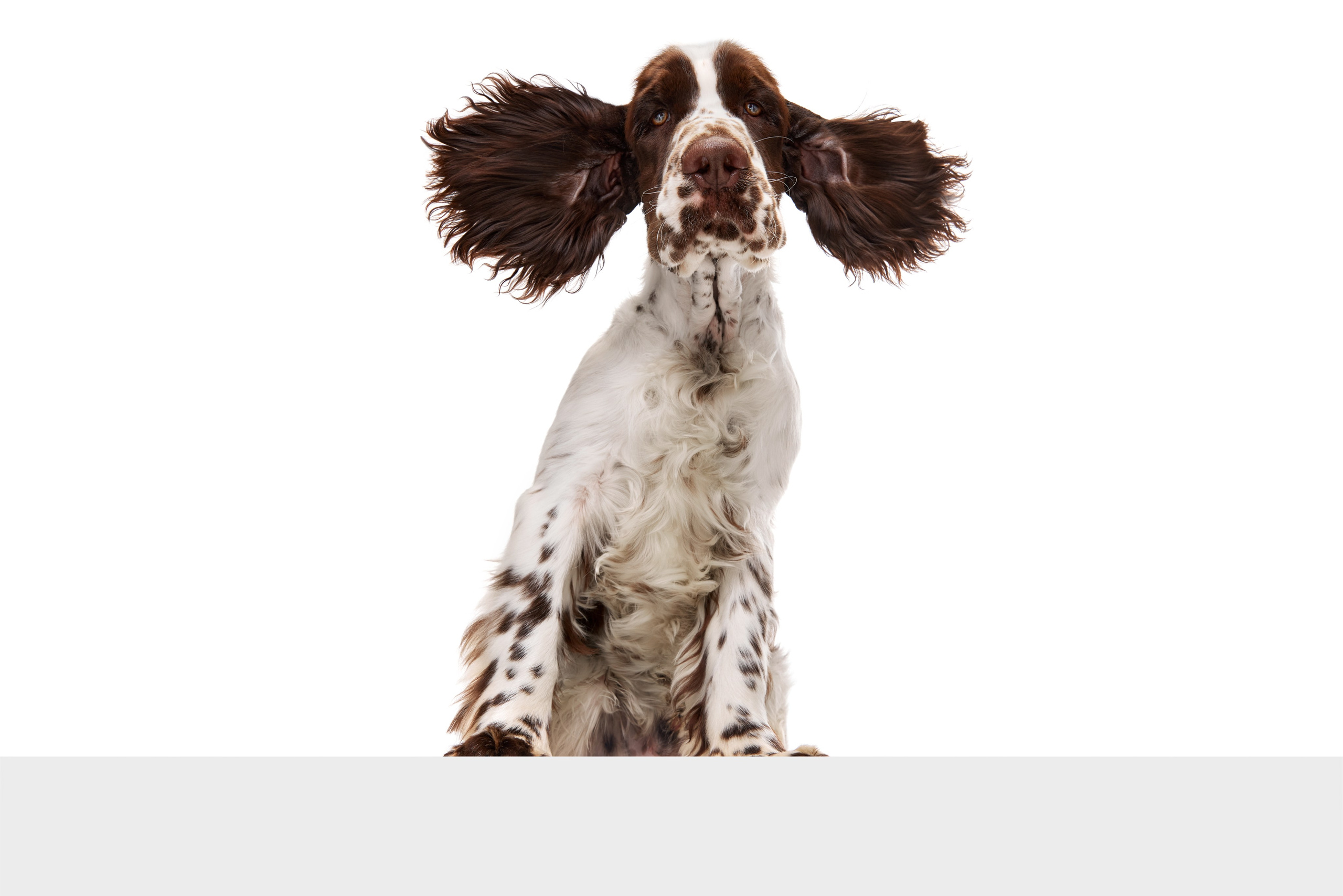 English Springer Spaniel male show dog international bloodlines