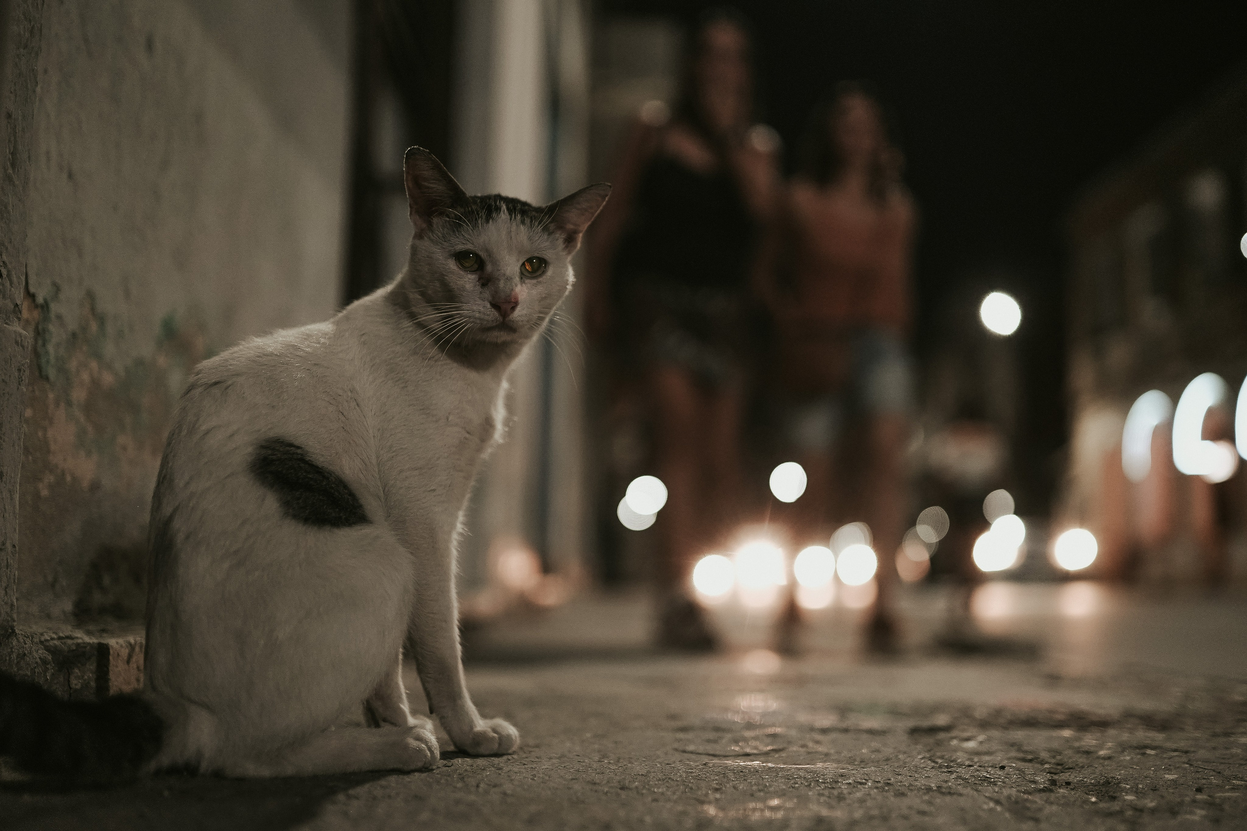 Кот шпедингера. Стрит-фотография, полная абсурда, идиотизма и красоты