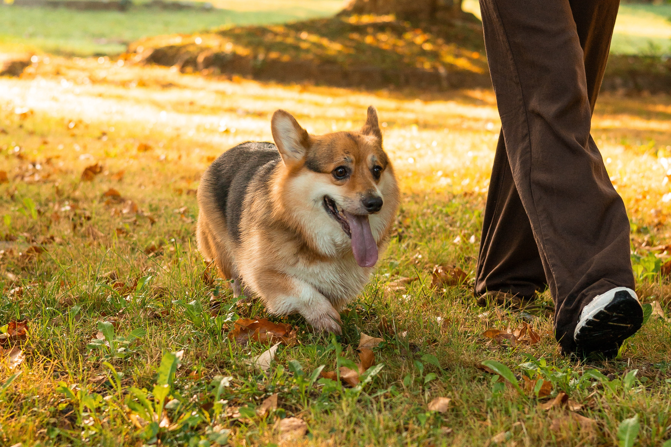 Мария и Санти. Фотограф-анималист | Белград