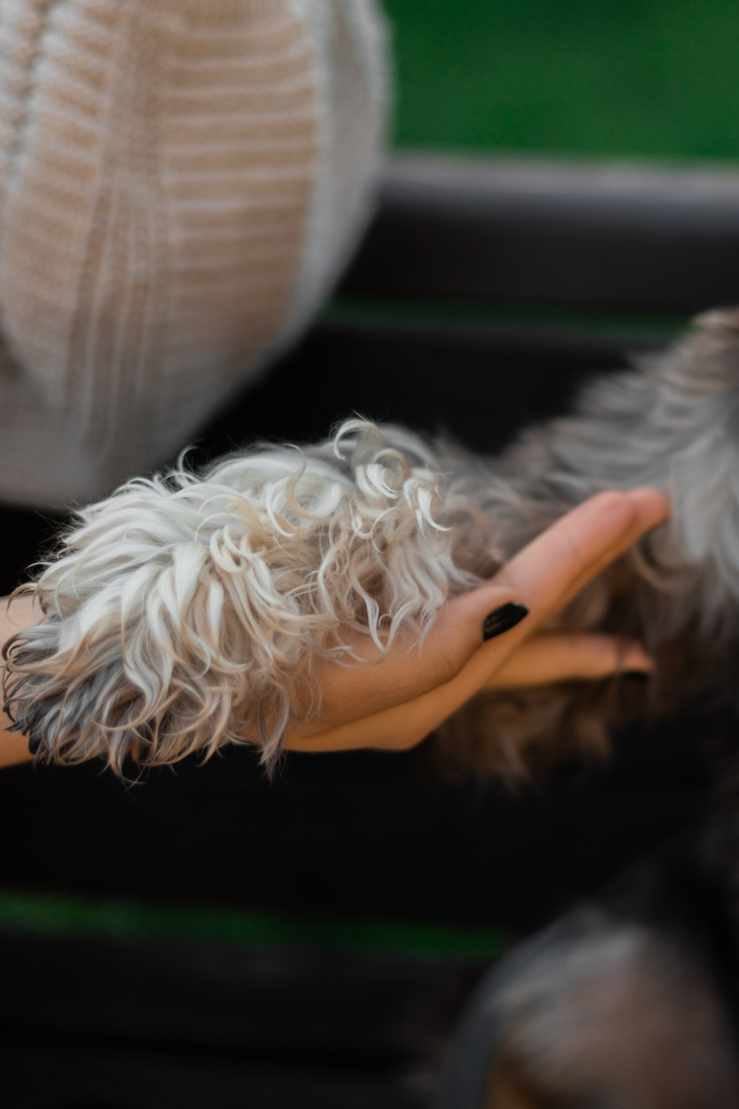 Алёна и Джерри. Фотограф-анималист | Белград