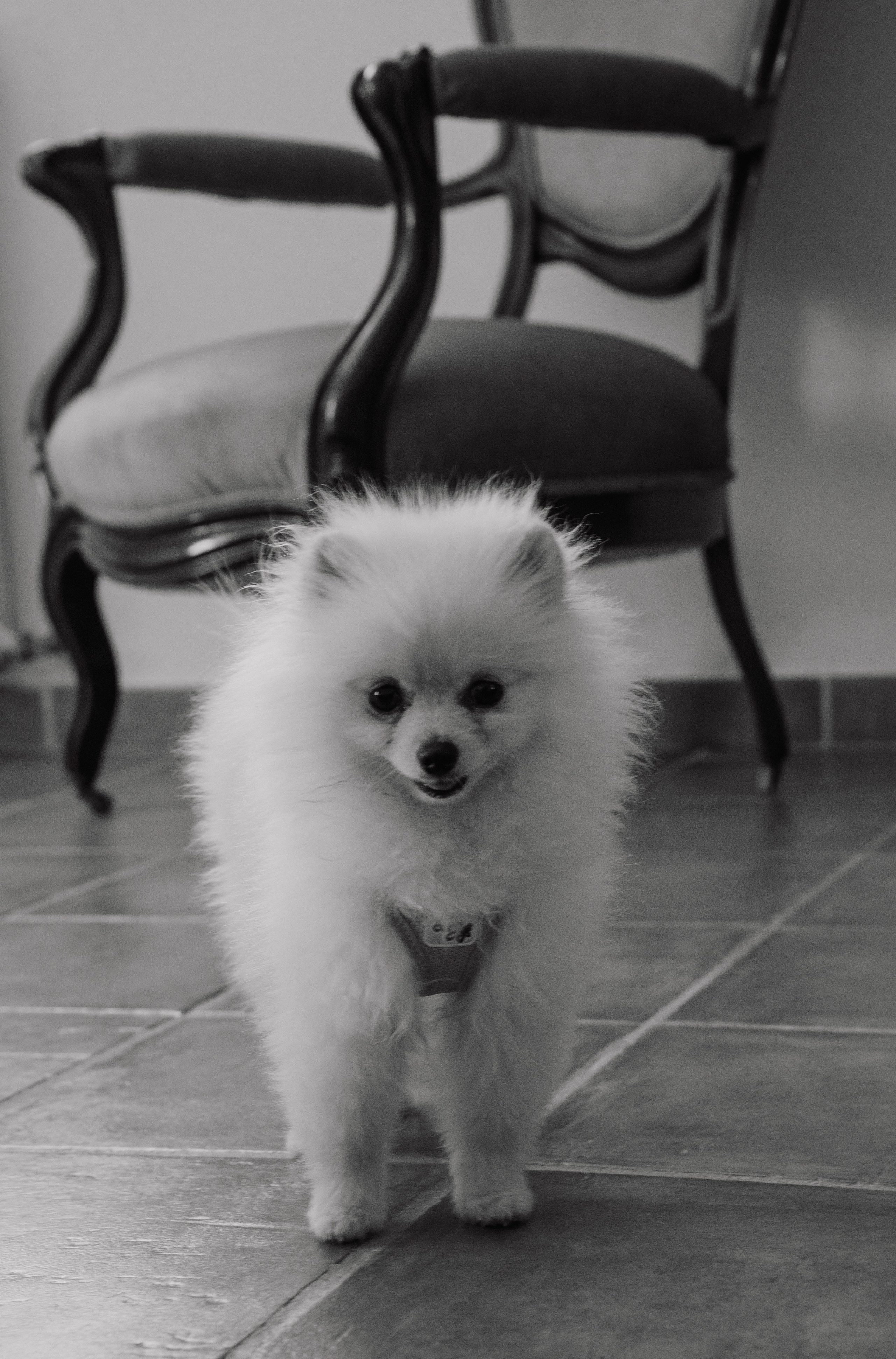 J & P Mallorca, Villa Sacasabona. Wedding Photographer Germany