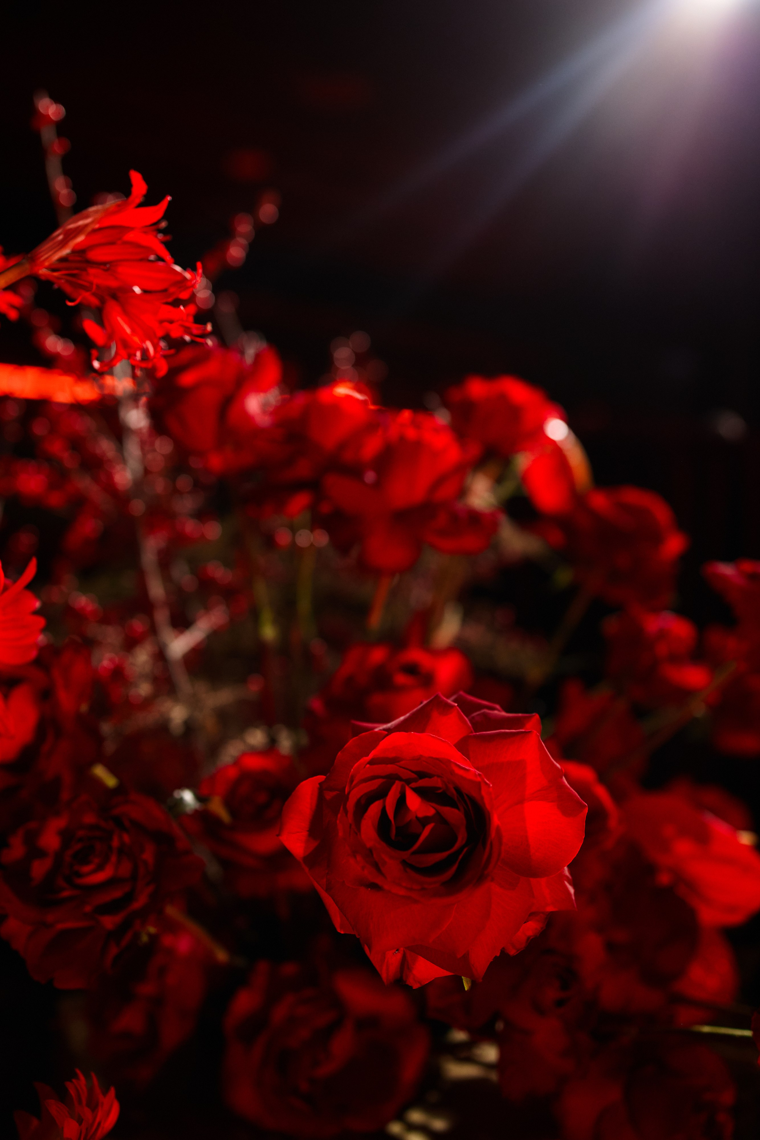 Новогодний корпоратив. Свадебный и семейный фотограф в Риге Игорь Давидович