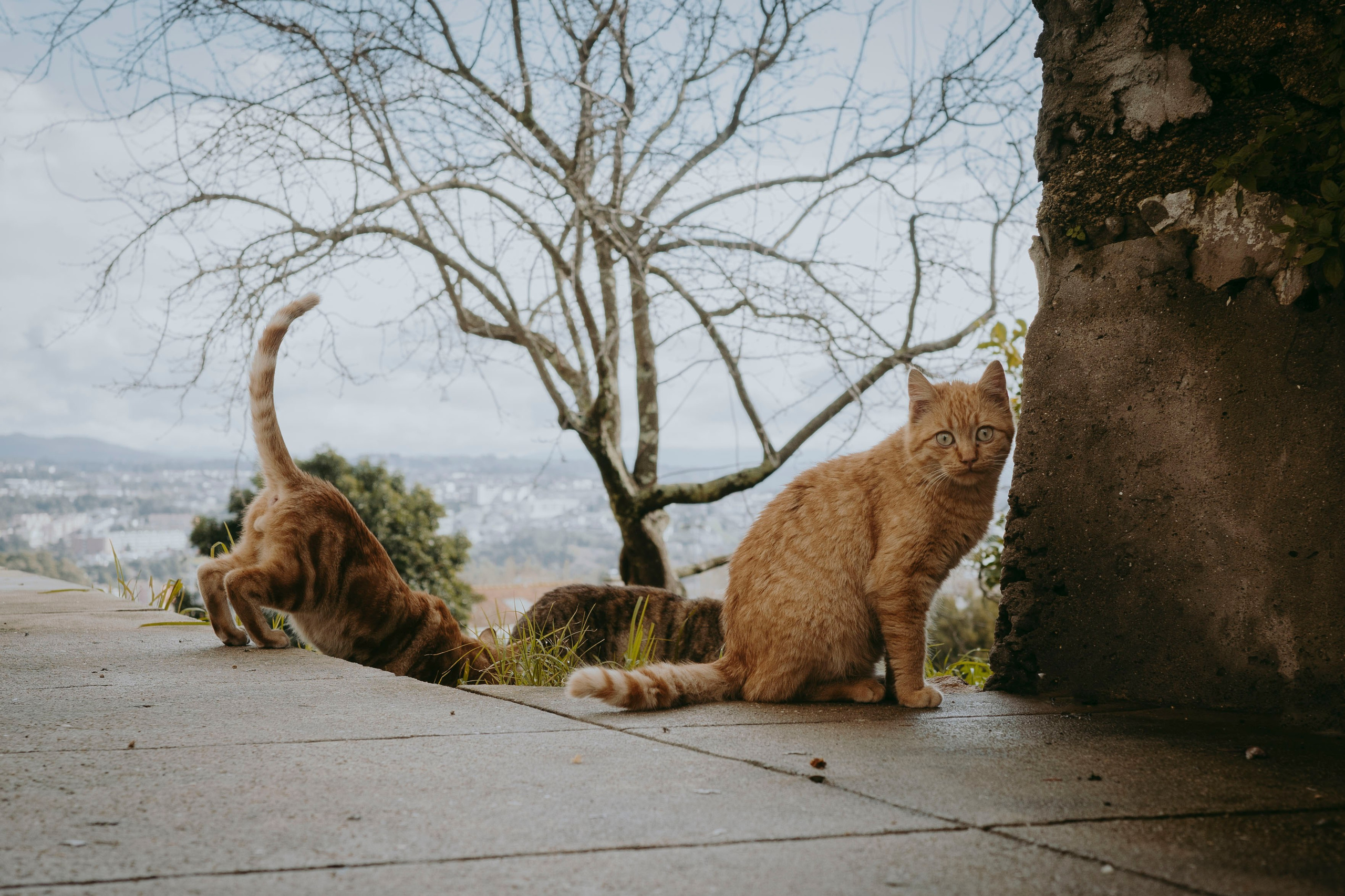 Работы Марии Шер. Sher.SCHOOL