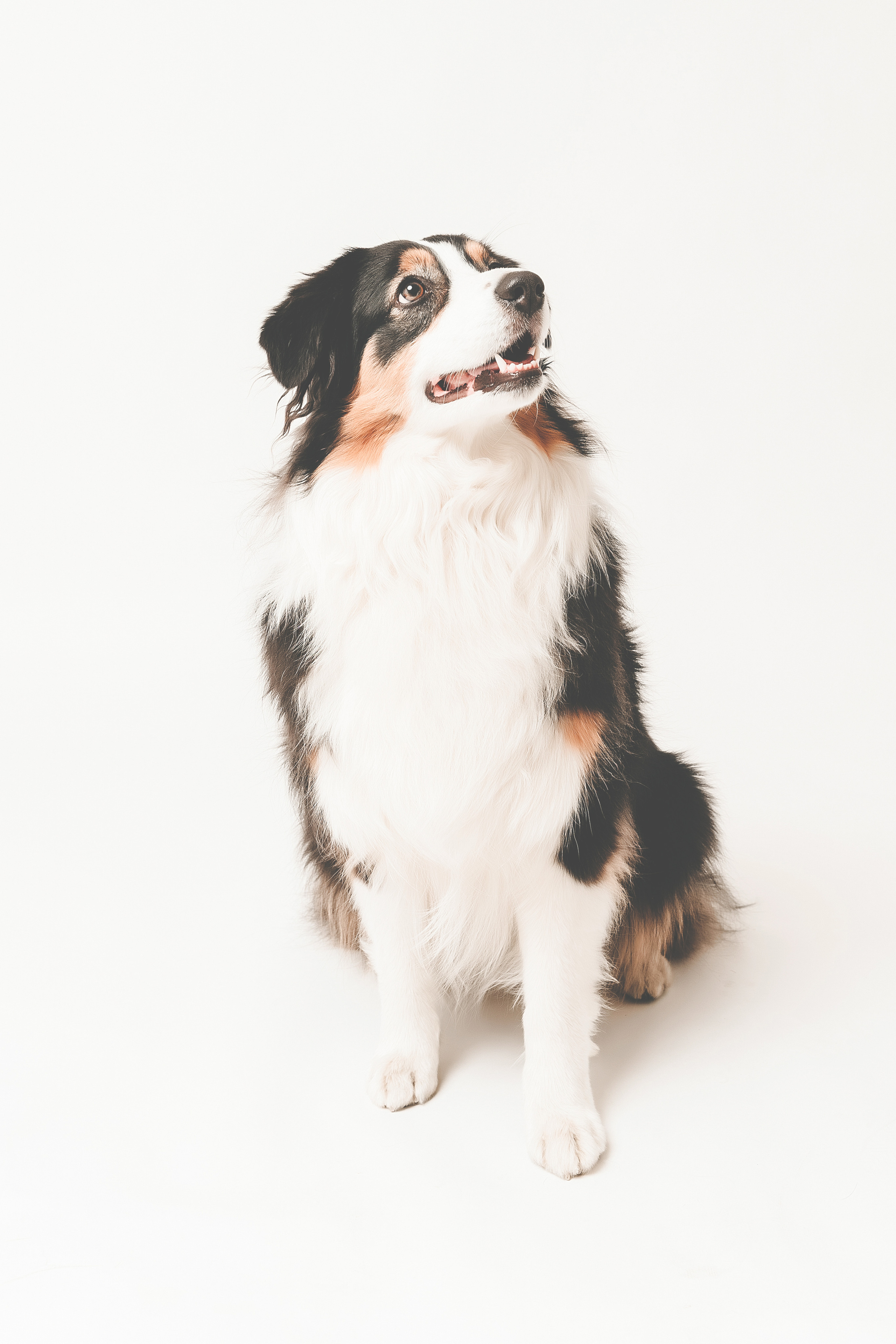 Lemmikit. Senjakulmala.fi