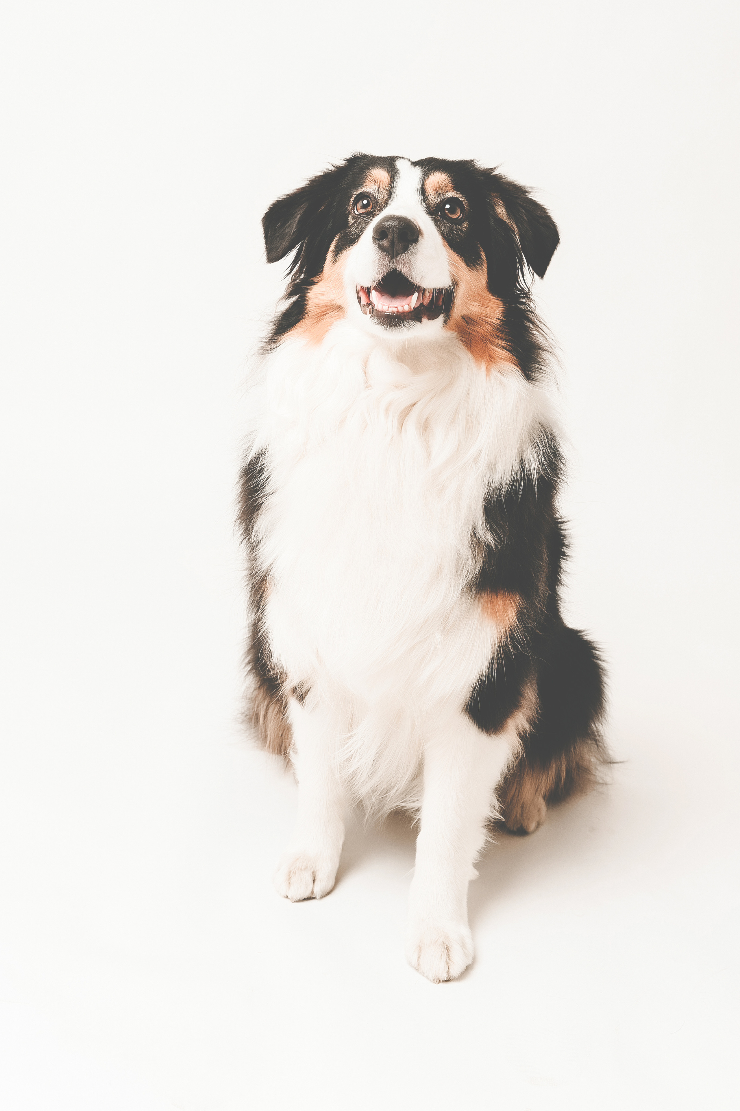 Lemmikit. Senjakulmala.fi