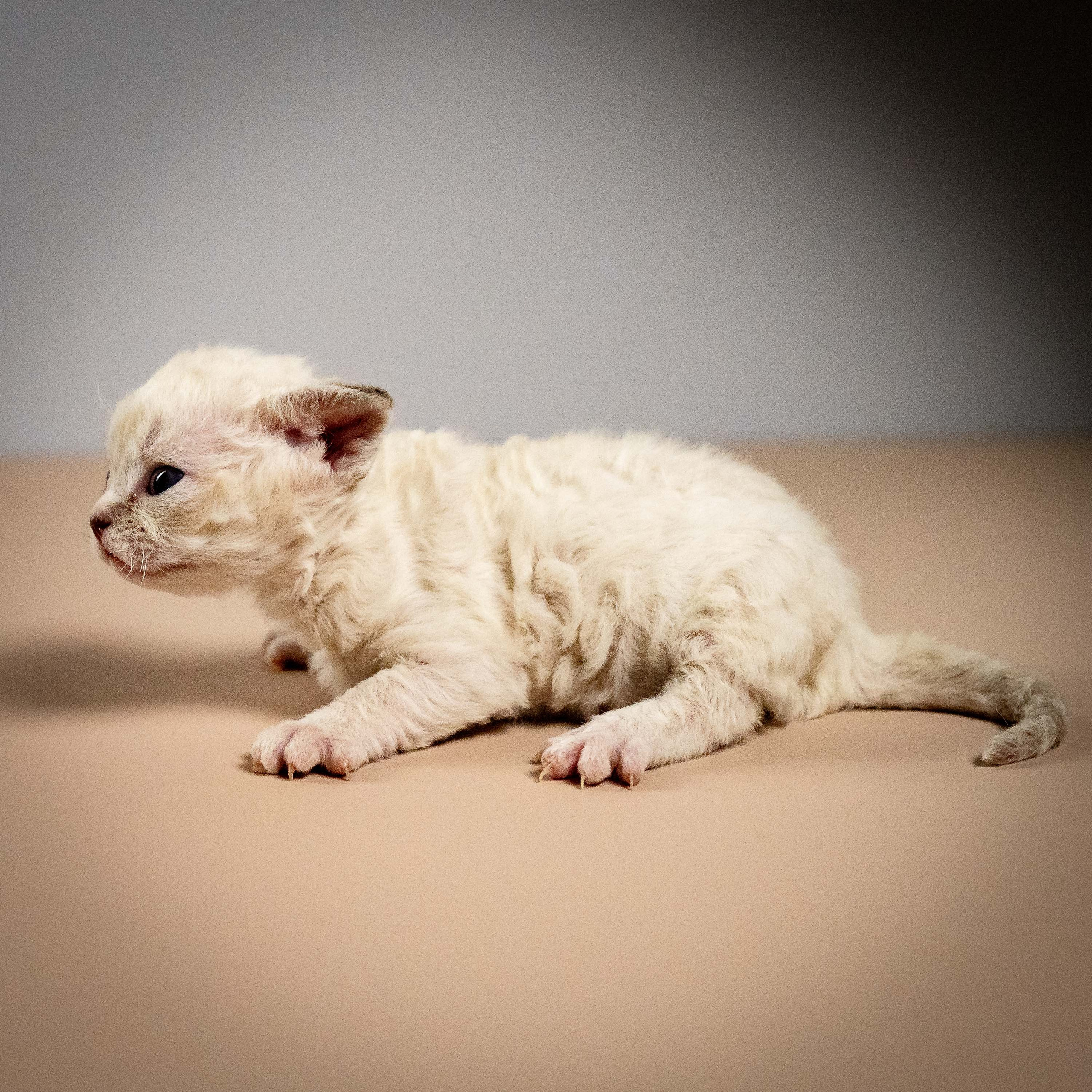 Maya, girl, born 01.15.26. Devon Rex Pixie Cattery