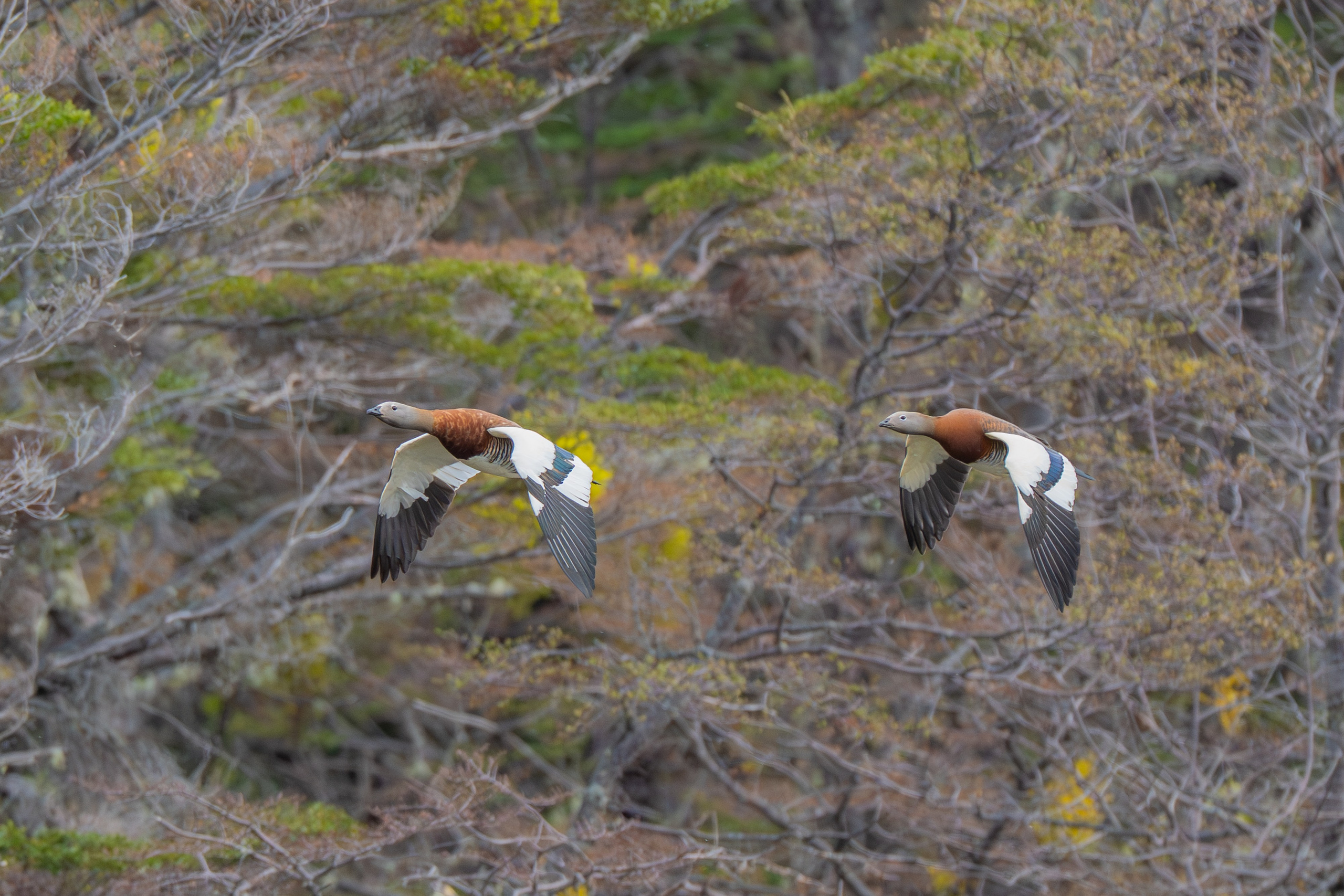Ganzos. Nature photographer Yuri Soria-Galvarro