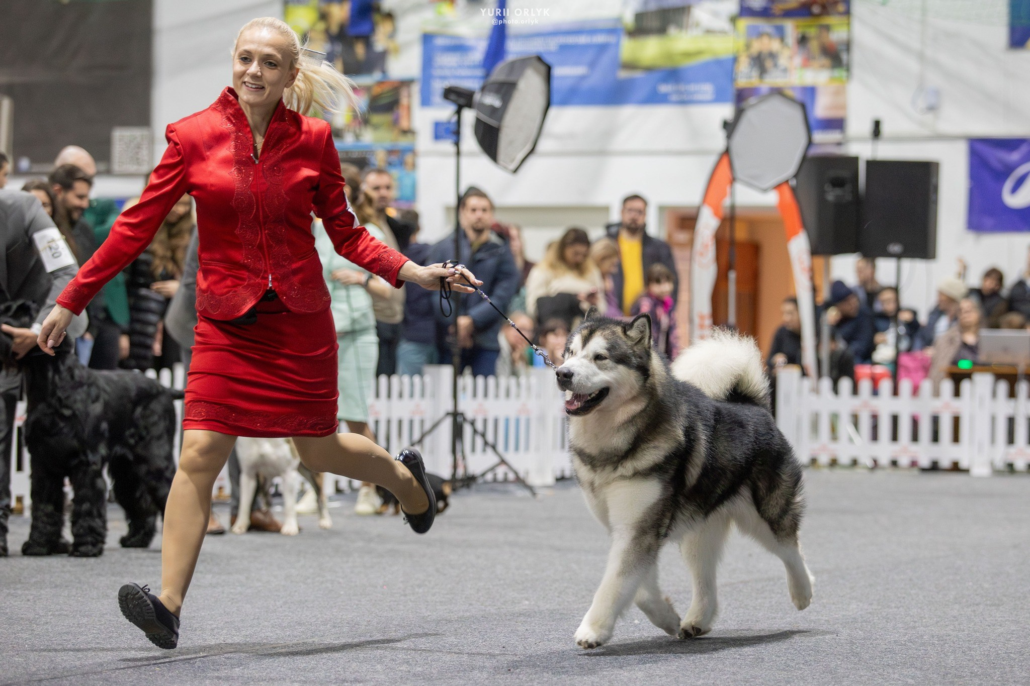 Dog Shows. Yurii Orlyk Photography