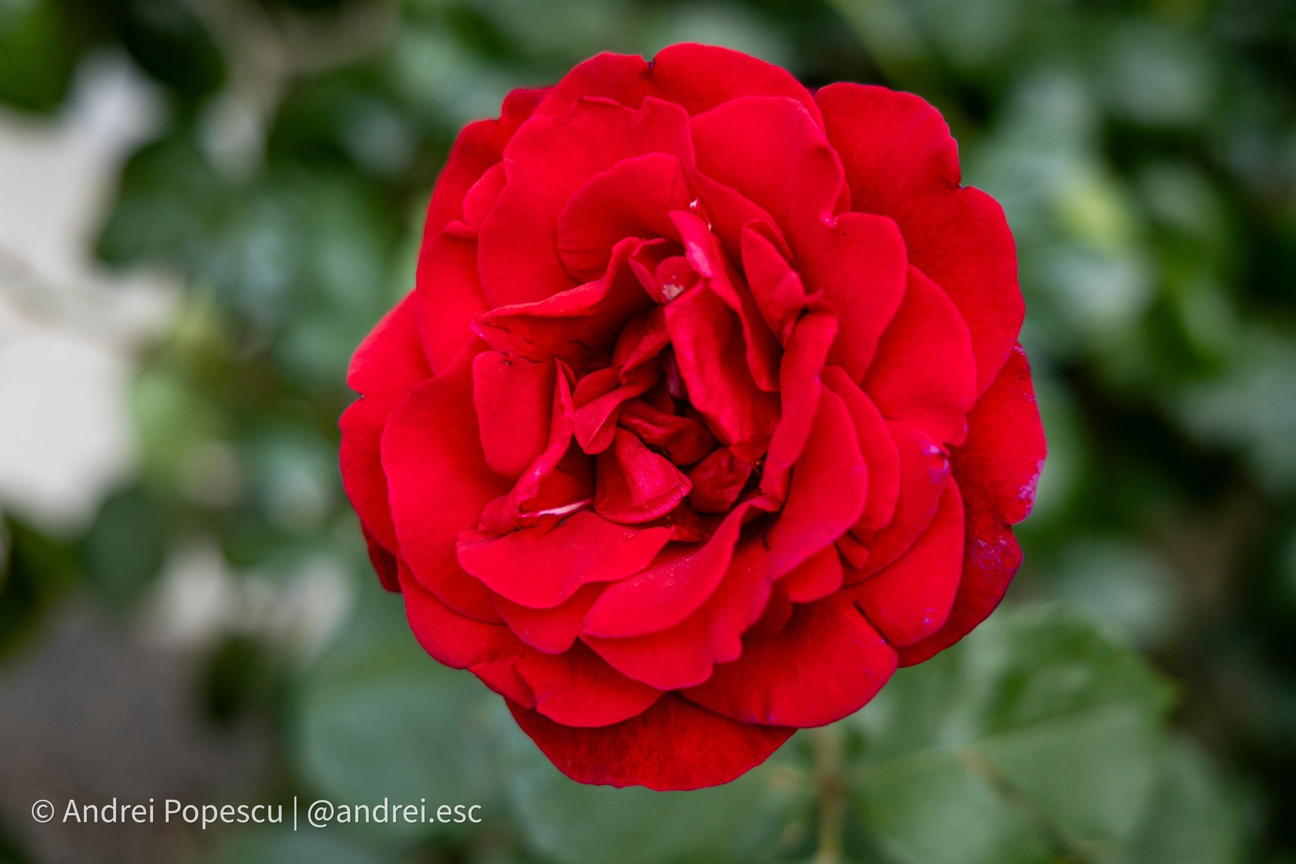 Flowers. Andrei Popescu Photography