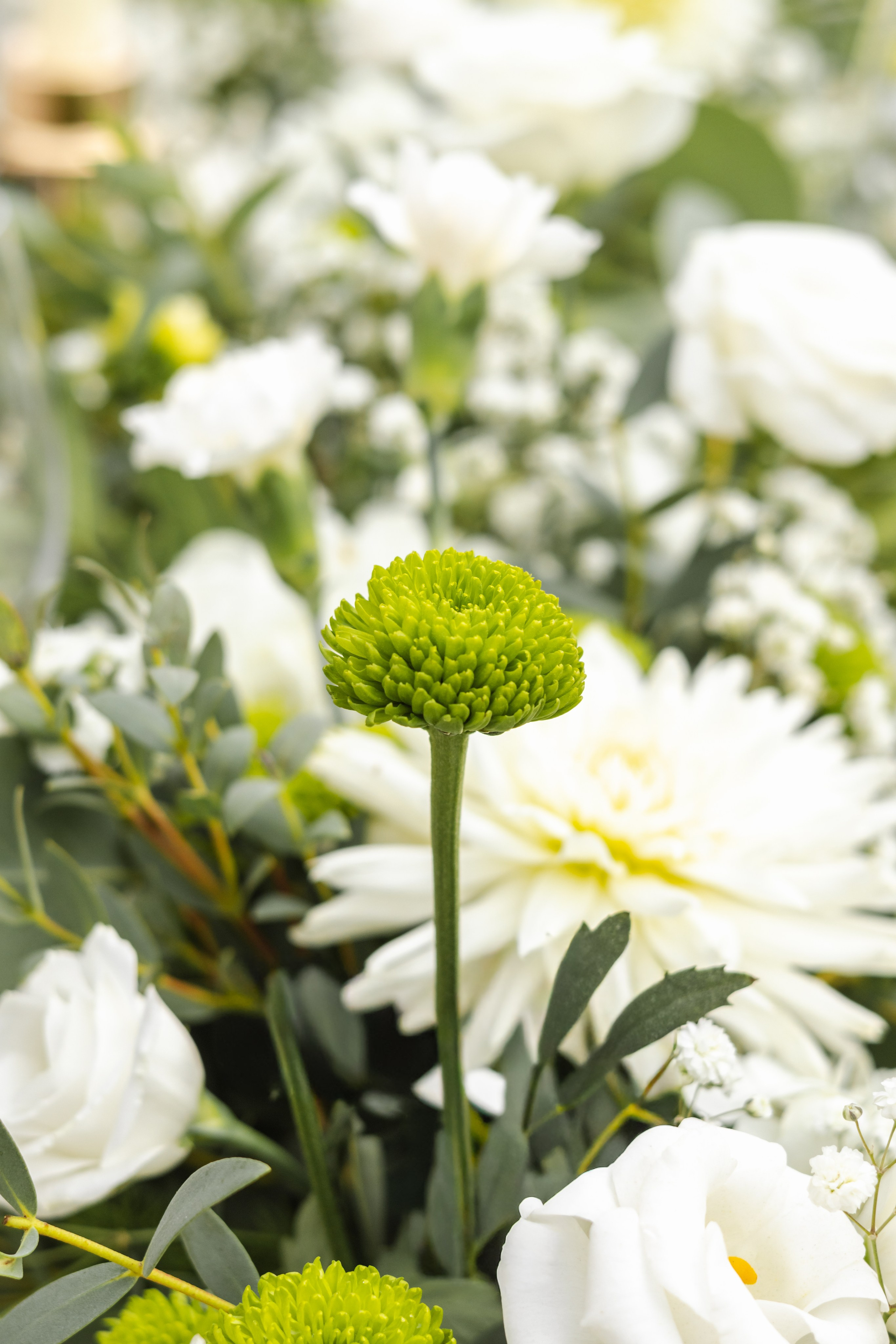 Fotografia de Eventos – Paulo Marques Photography. Paulo Marques Photography