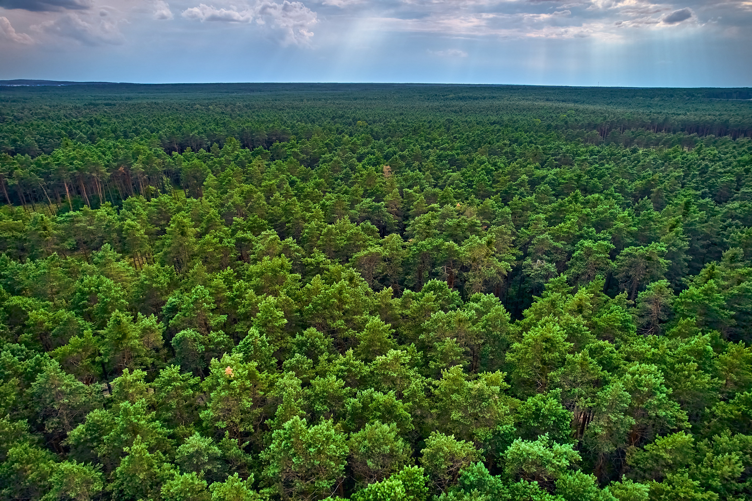 Organic Festival 2024. Андрей Шипилов — Фотография & Видеография