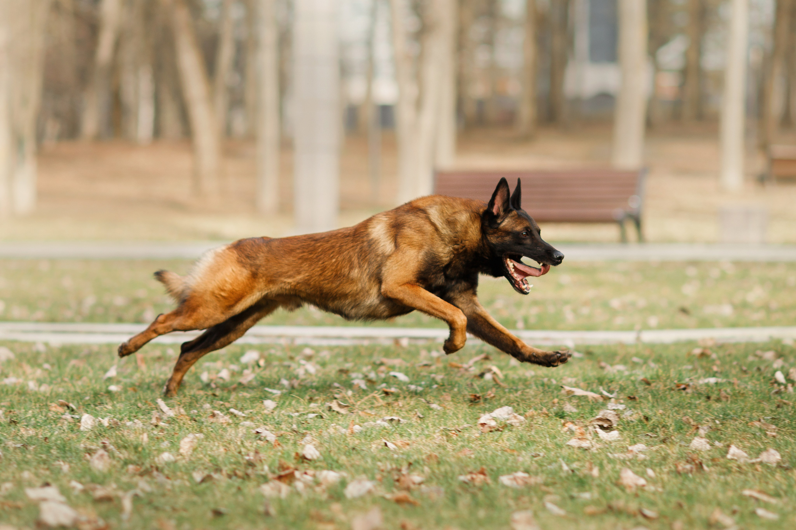 Autumn photo day for dog handler. Kaja | fotograf we Wrocławiu | ludzie i psy