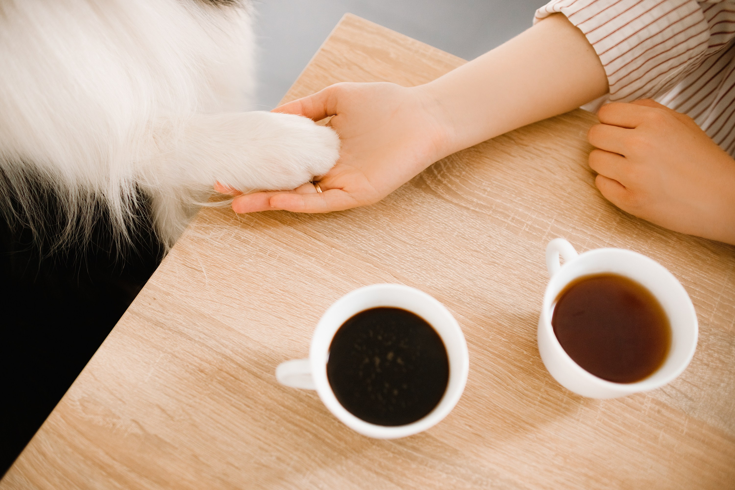 Evgenia & Richard. Kaja | fotograf we Wrocławiu | ludzie i psy