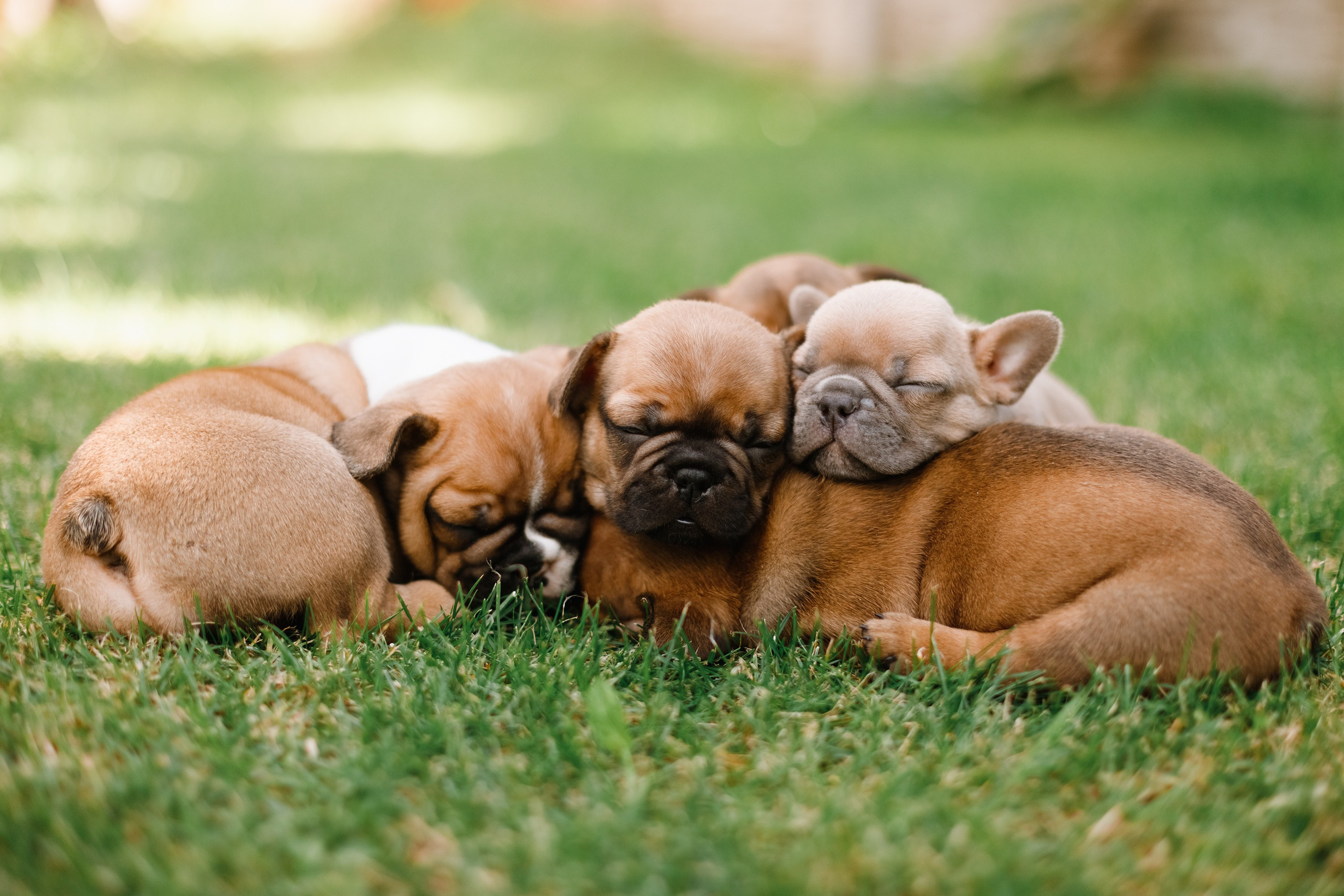French bulldog puppies. Kaja | fotograf we Wrocławiu | ludzie i psy