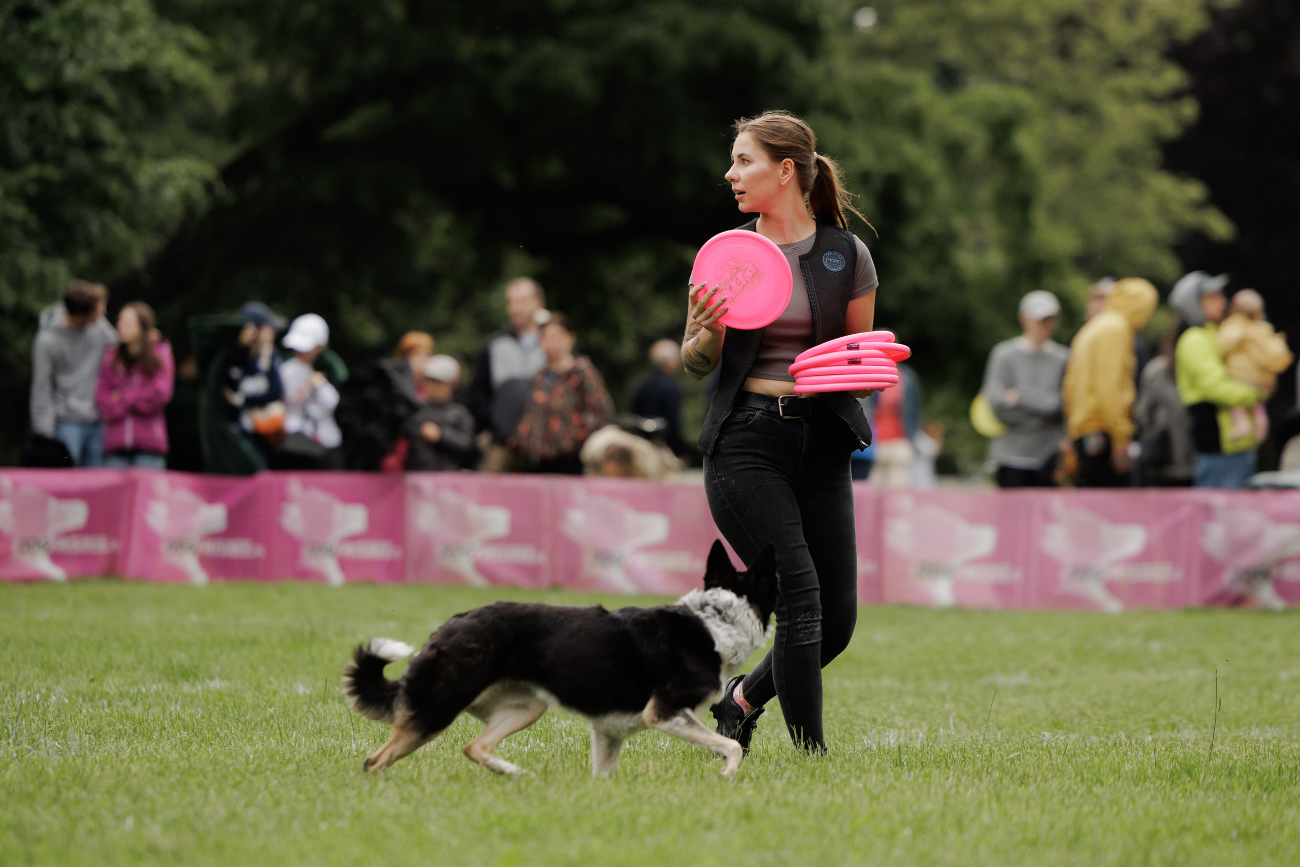 Latające psy, Wrocław'25. Kaja | fotograf psów we Wrocławiu
