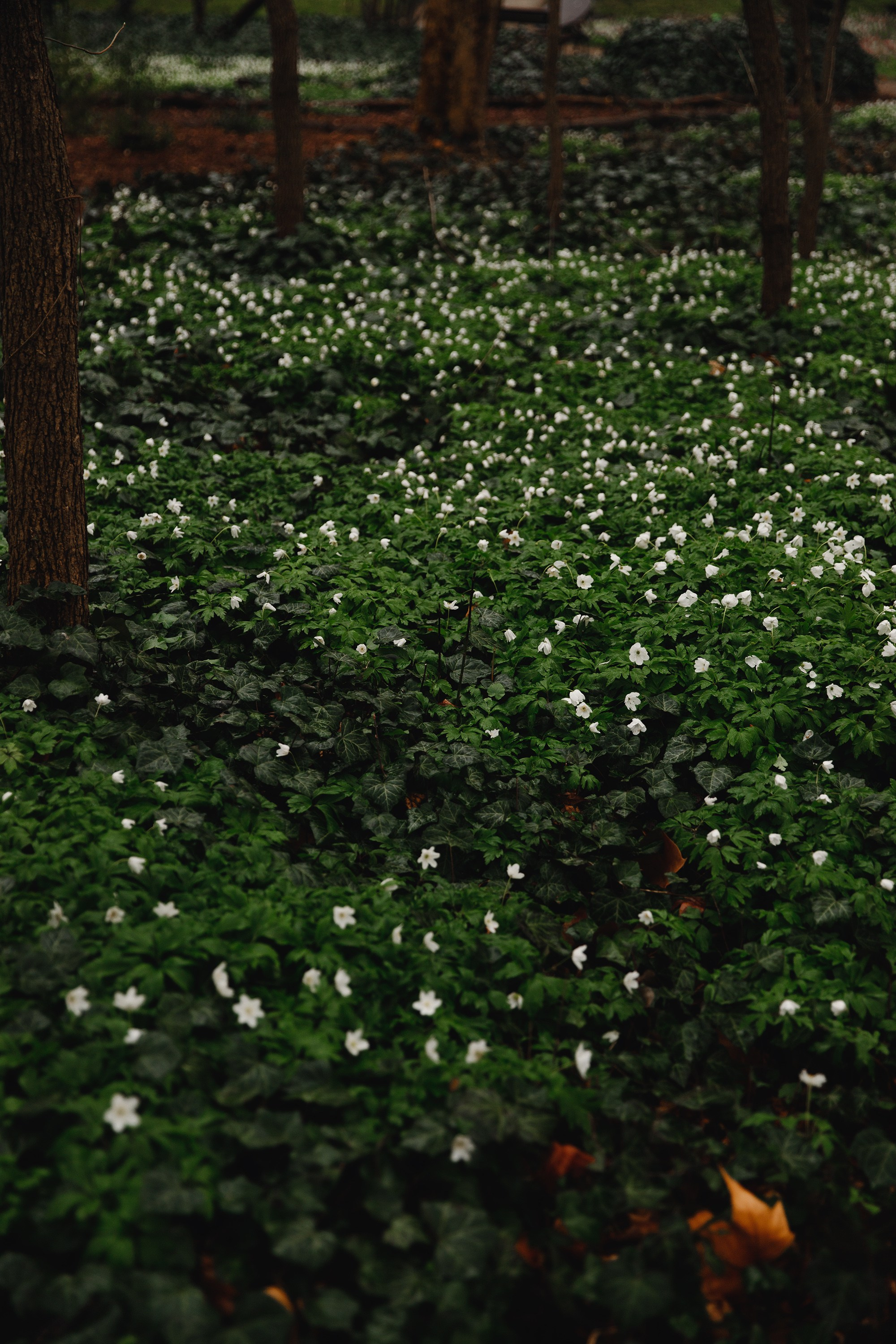 Botanical garden in Wroclaw. Kaja | fotograf we Wrocławiu | ludzie i psy