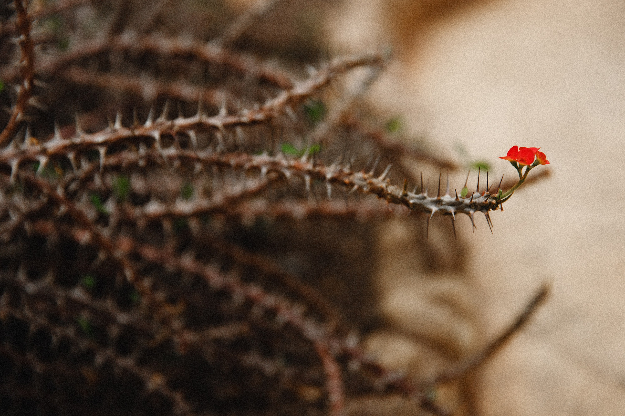 Botanical garden in Wroclaw. Kaja | fotograf we Wrocławiu | ludzie i psy