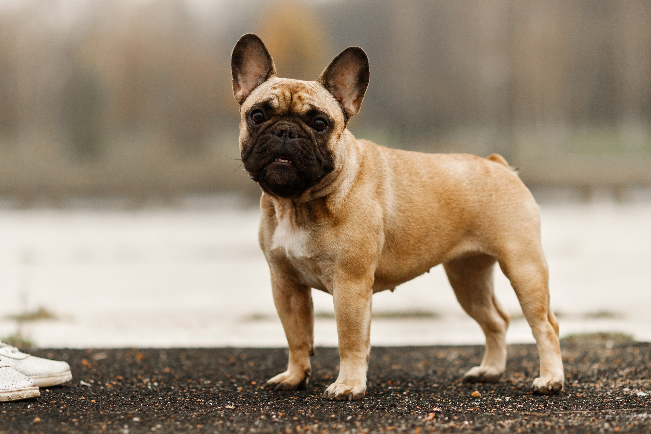 Dog shows | the best ones. Kaja | fotograf psów we Wrocławiu