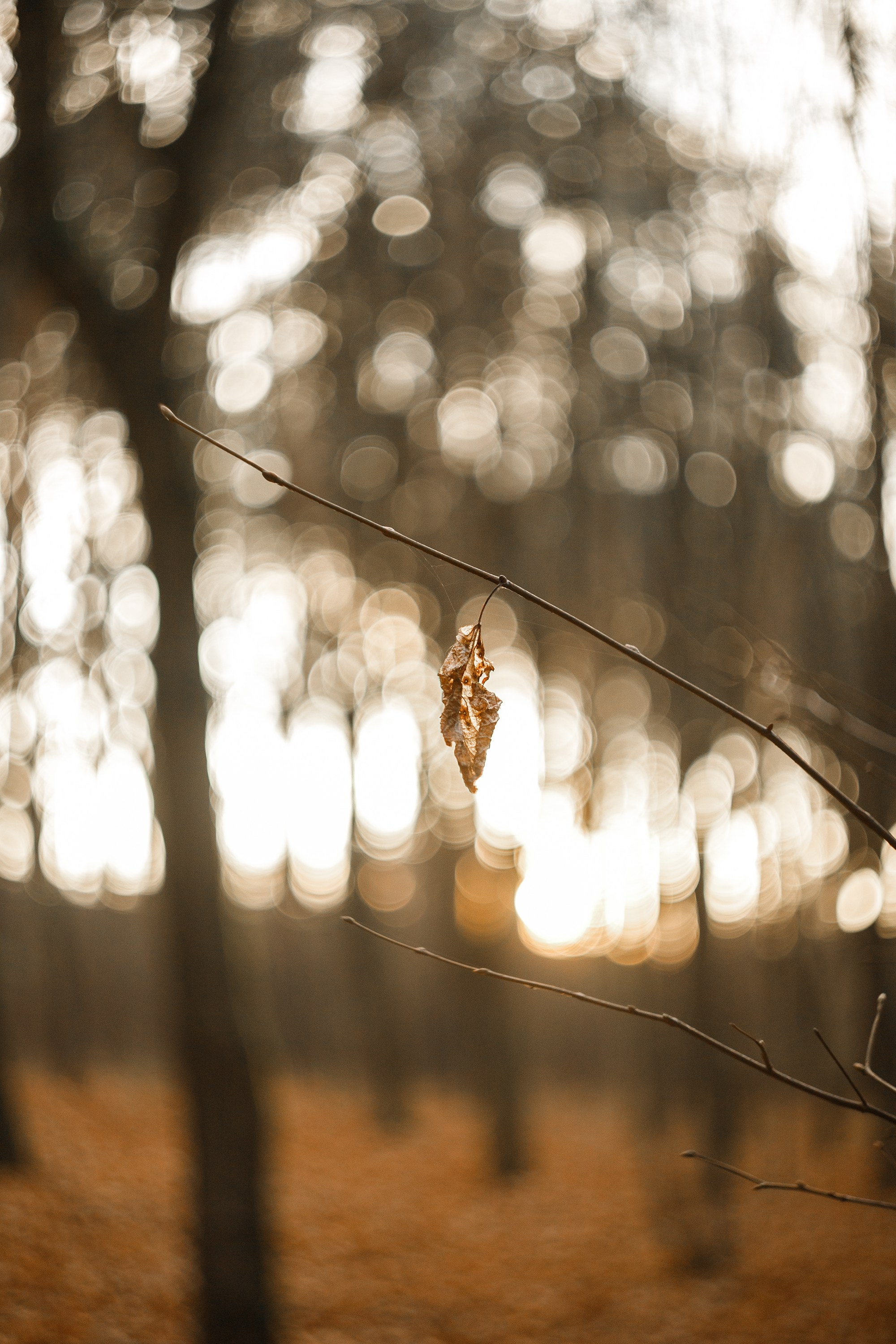 Polina. Kaja | fotograf psów we Wrocławiu